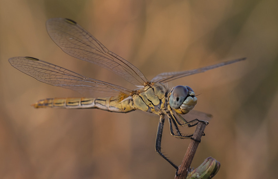 Sony Alpha DSLR-A700 + Tamron SP AF 90mm F2.8 Di Macro sample photo. Odonato photography