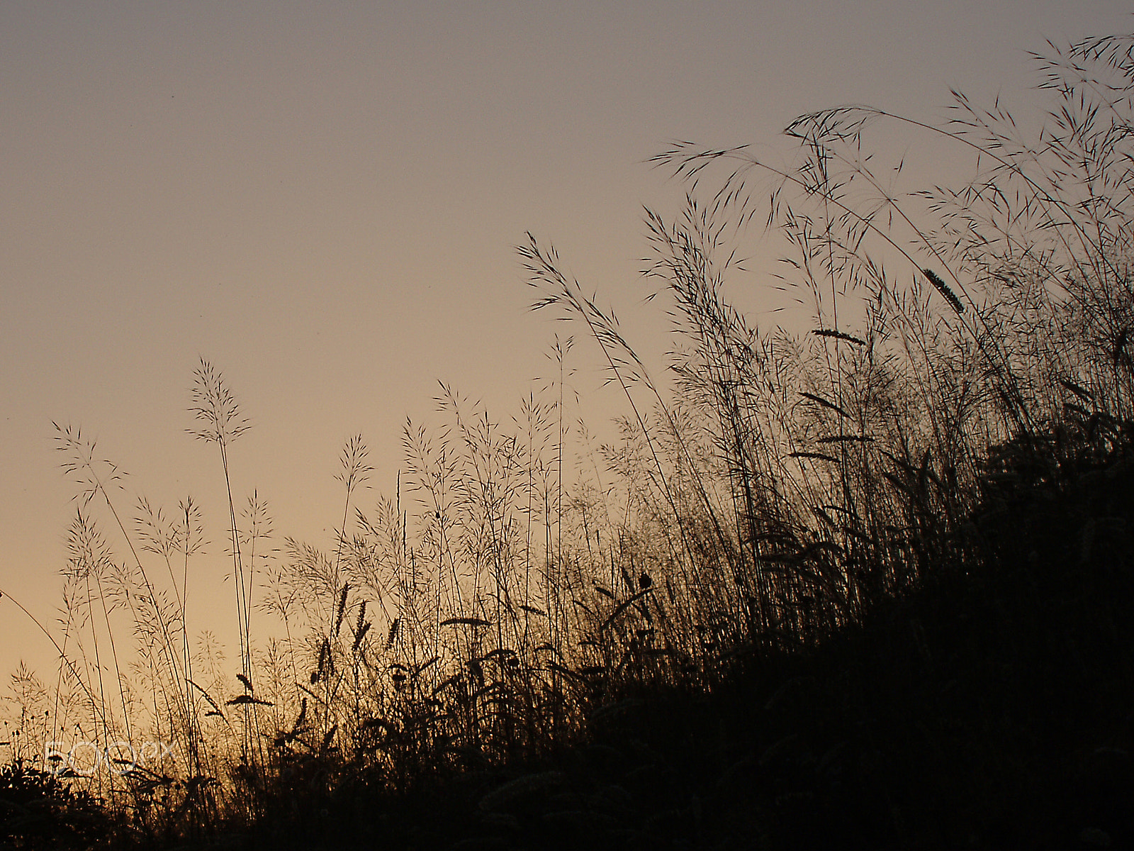 Olympus X-3,C-60Z sample photo. Grasses at sunset photography
