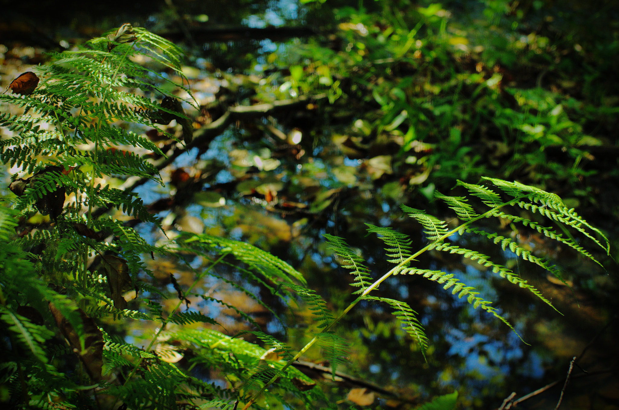 Nikon D7000 + AF-S Nikkor 35mm f/1.8G sample photo. The nochka river photography