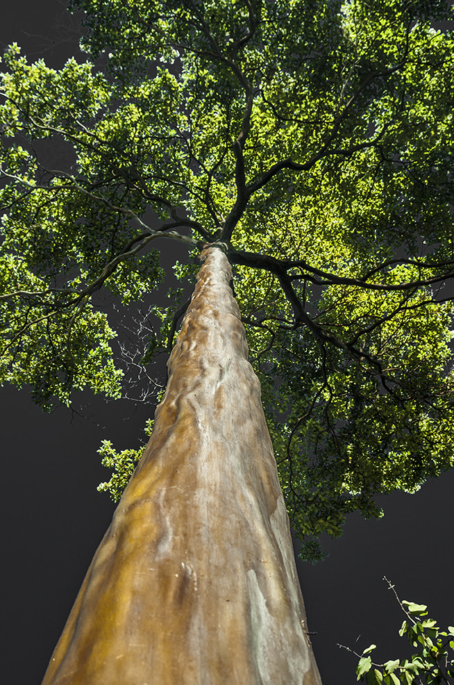AF Zoom-Nikkor 28-105mm f/3.5-4.5D IF sample photo. Tree photography