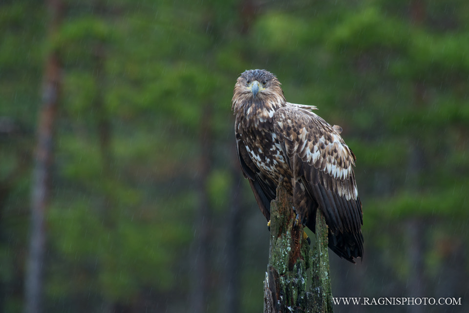 Nikon AF-S Nikkor 300mm F2.8G ED VR II sample photo. Eagle in the rain photography