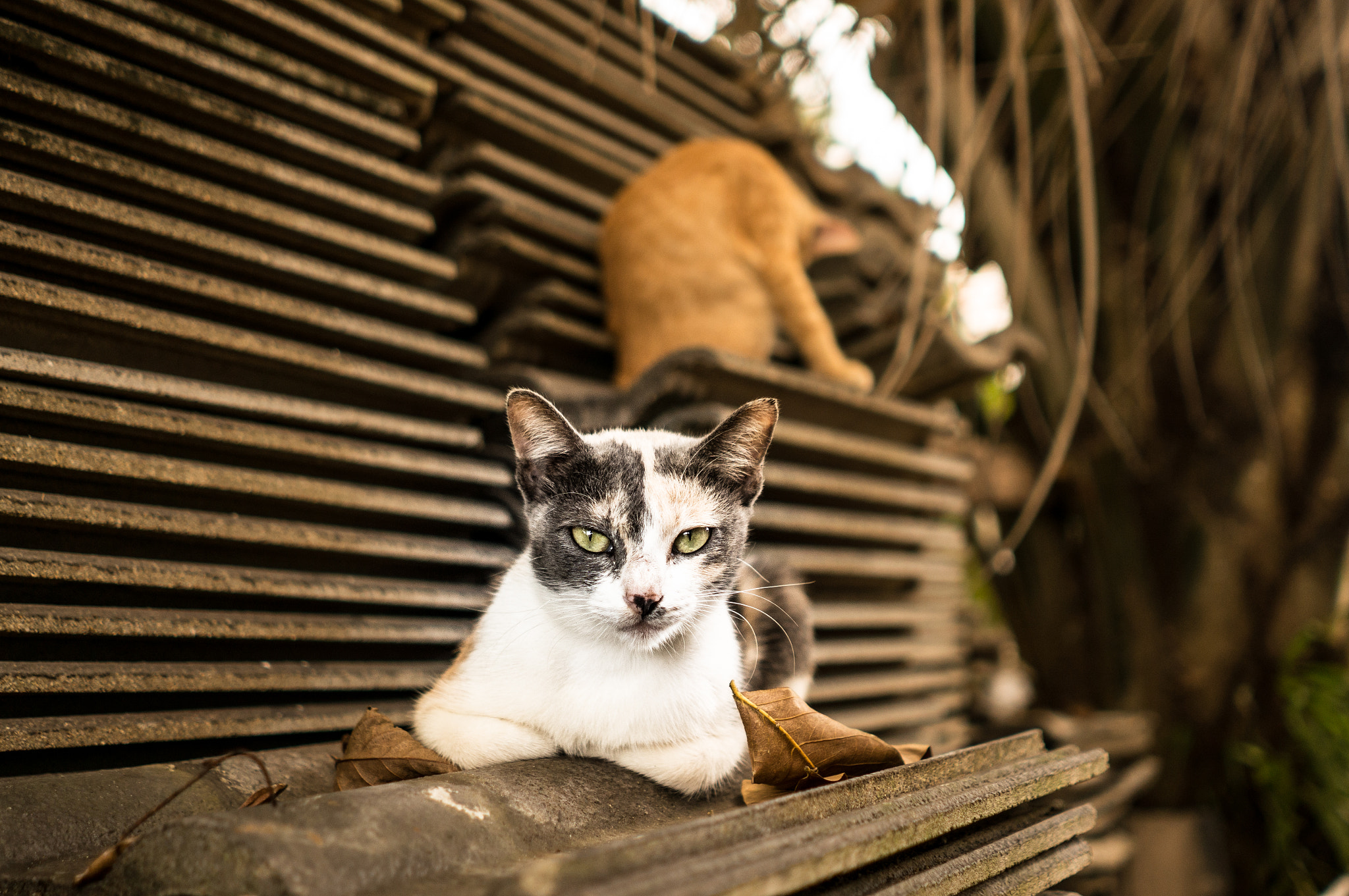 Sony Alpha NEX-6 + Minolta AF 28mm F2 sample photo. Cats living in thailand: free photography