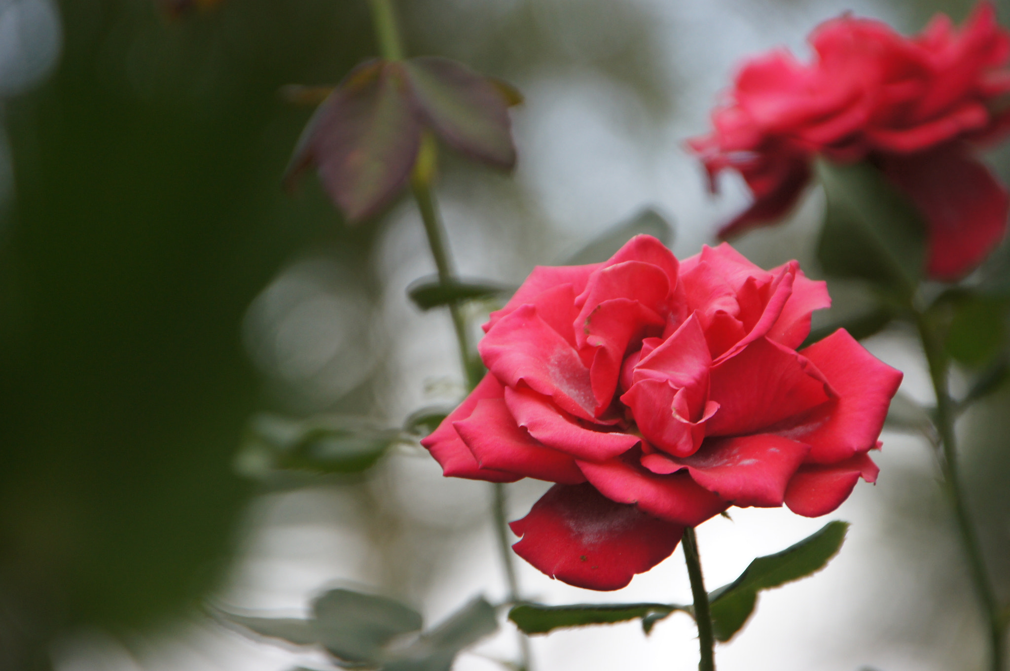 Sony SLT-A55 (SLT-A55V) + Sigma 18-250mm F3.5-6.3 DC OS HSM sample photo. Roses photography