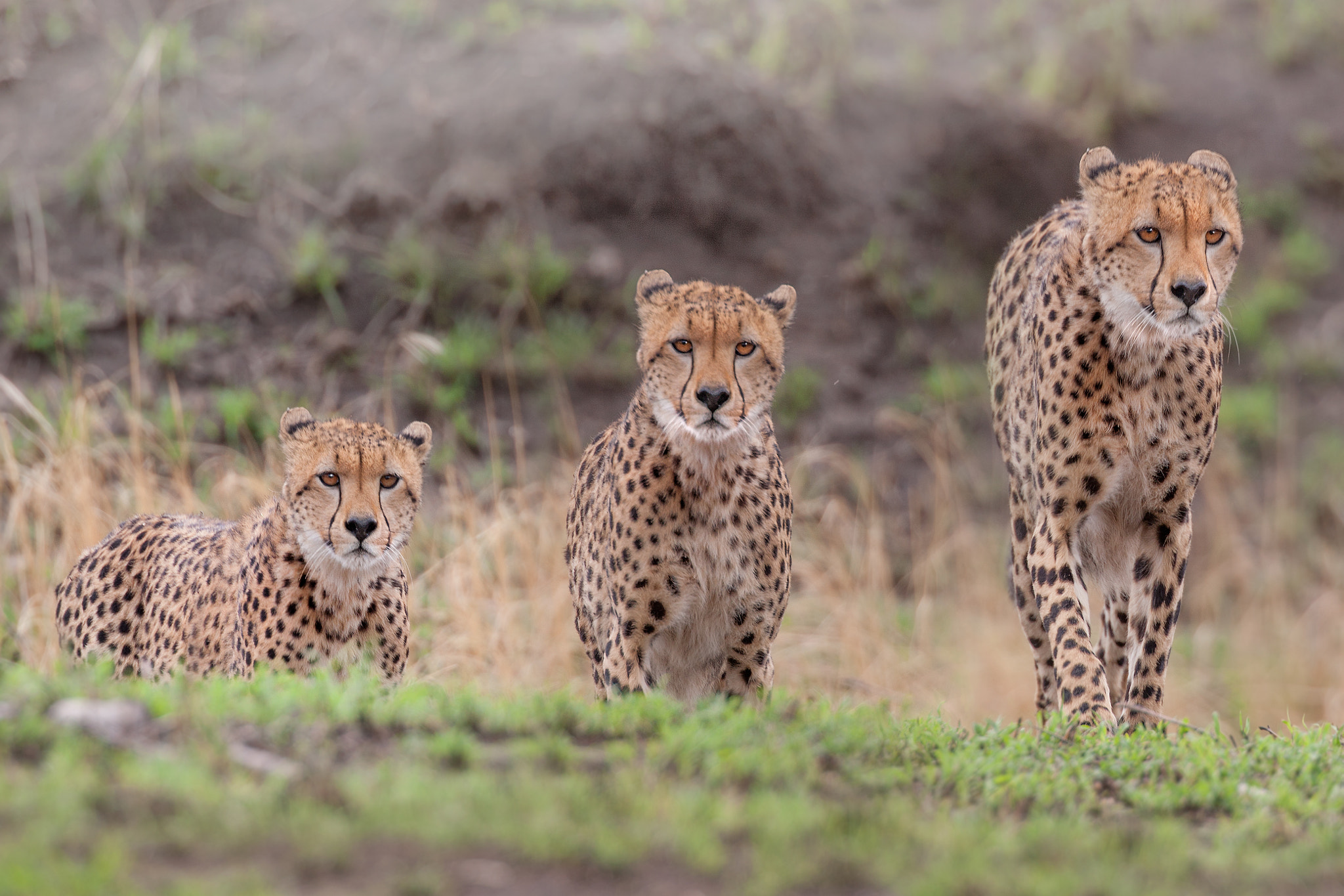 Canon EF 300mm F2.8L IS II USM sample photo. The boys photography
