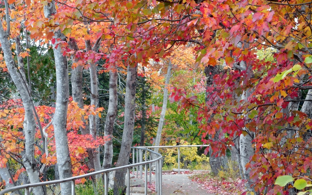 Nikon Coolpix S5300 sample photo. Acadia autumn... photography