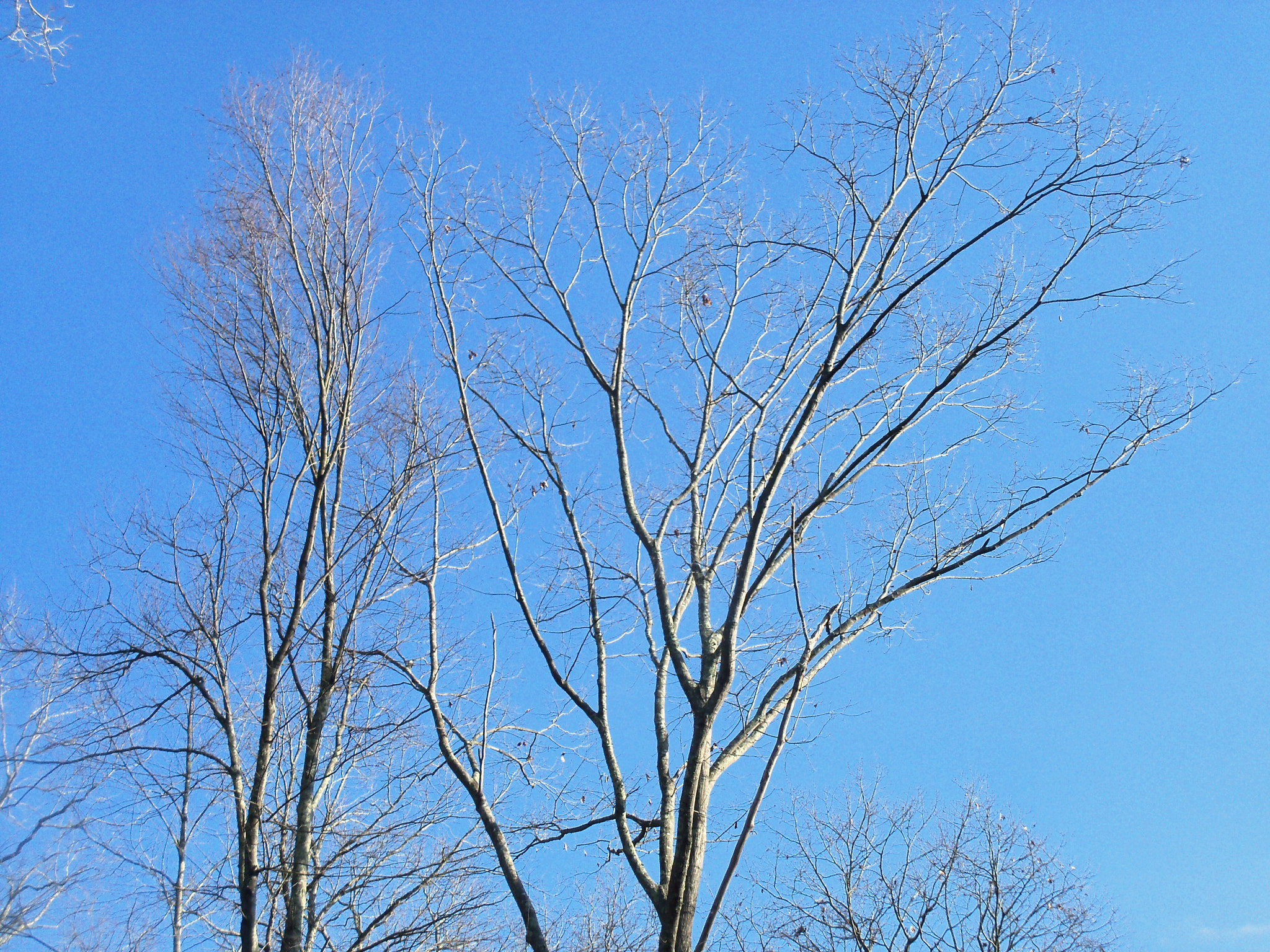 Kodak EASYSHARE M381 DIGITAL CAMERA sample photo. Trees on sky photography