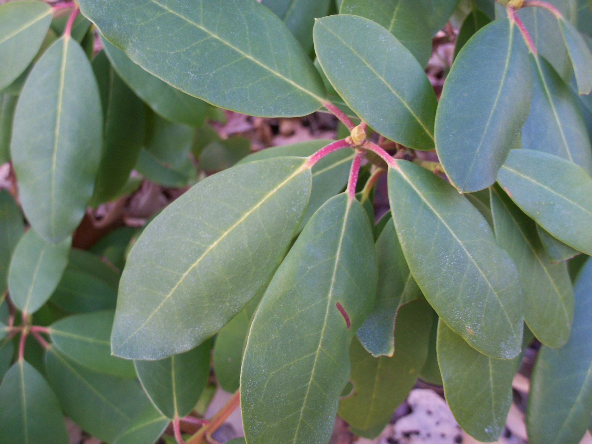 Kodak EASYSHARE M381 DIGITAL CAMERA sample photo. Leaves photography