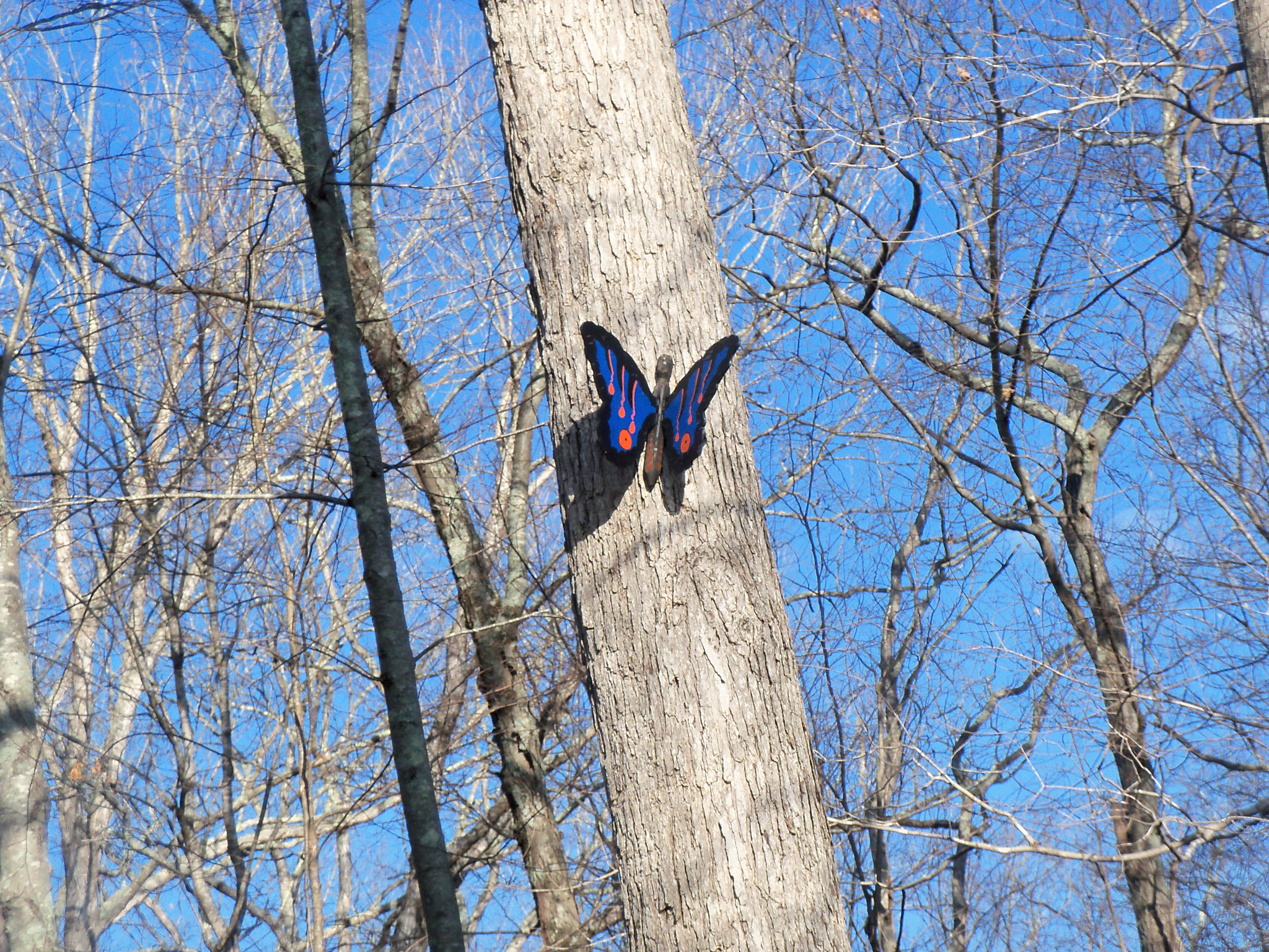 Kodak EASYSHARE M381 DIGITAL CAMERA sample photo. Butterfly photography