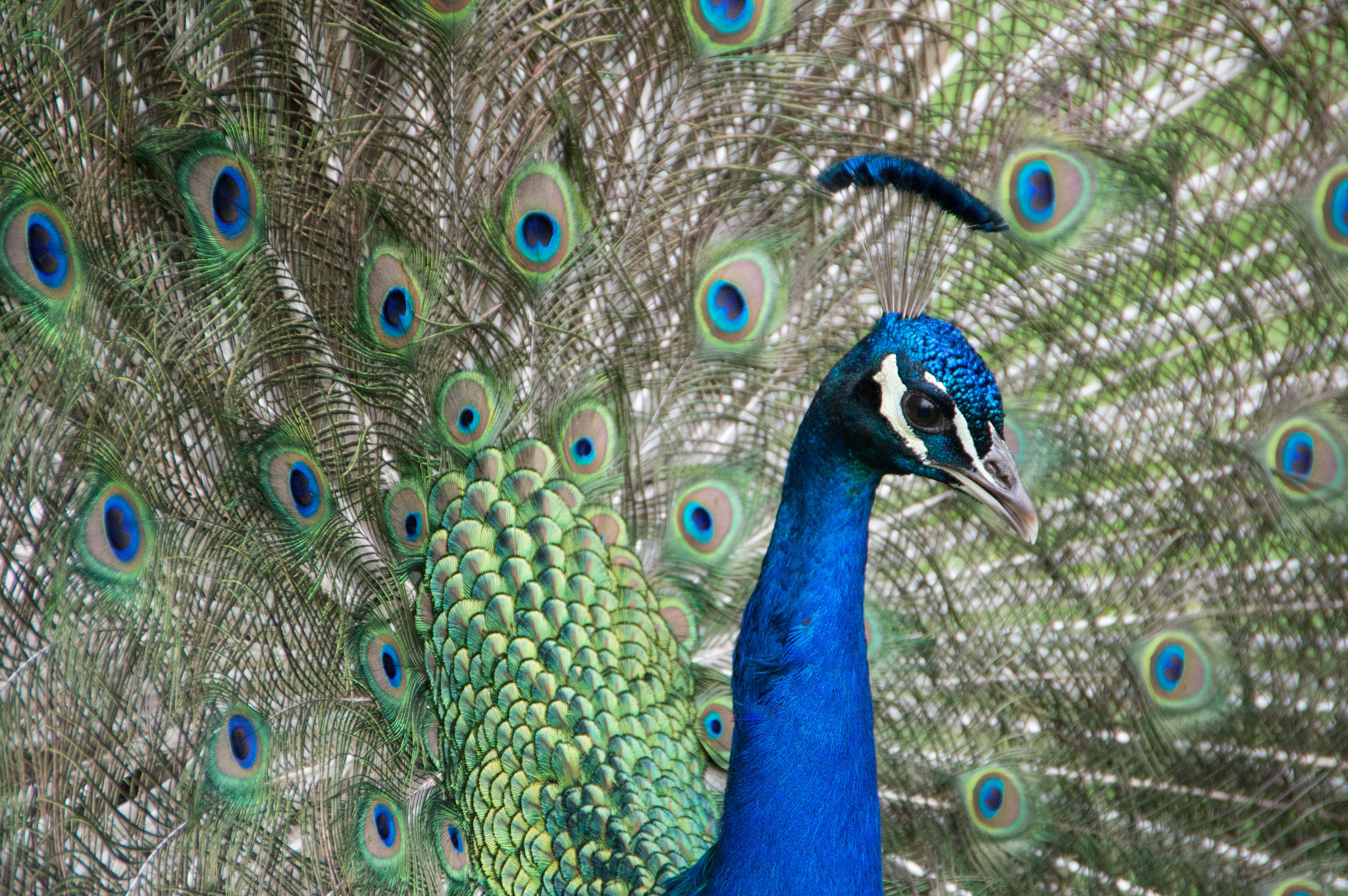 Sigma 18-250mm F3.5-6.3 DC OS HSM sample photo. Peacock's feathers photography