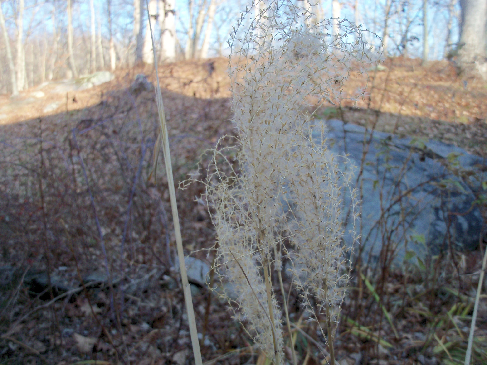 Kodak EASYSHARE M381 DIGITAL CAMERA sample photo. Small plant i photography