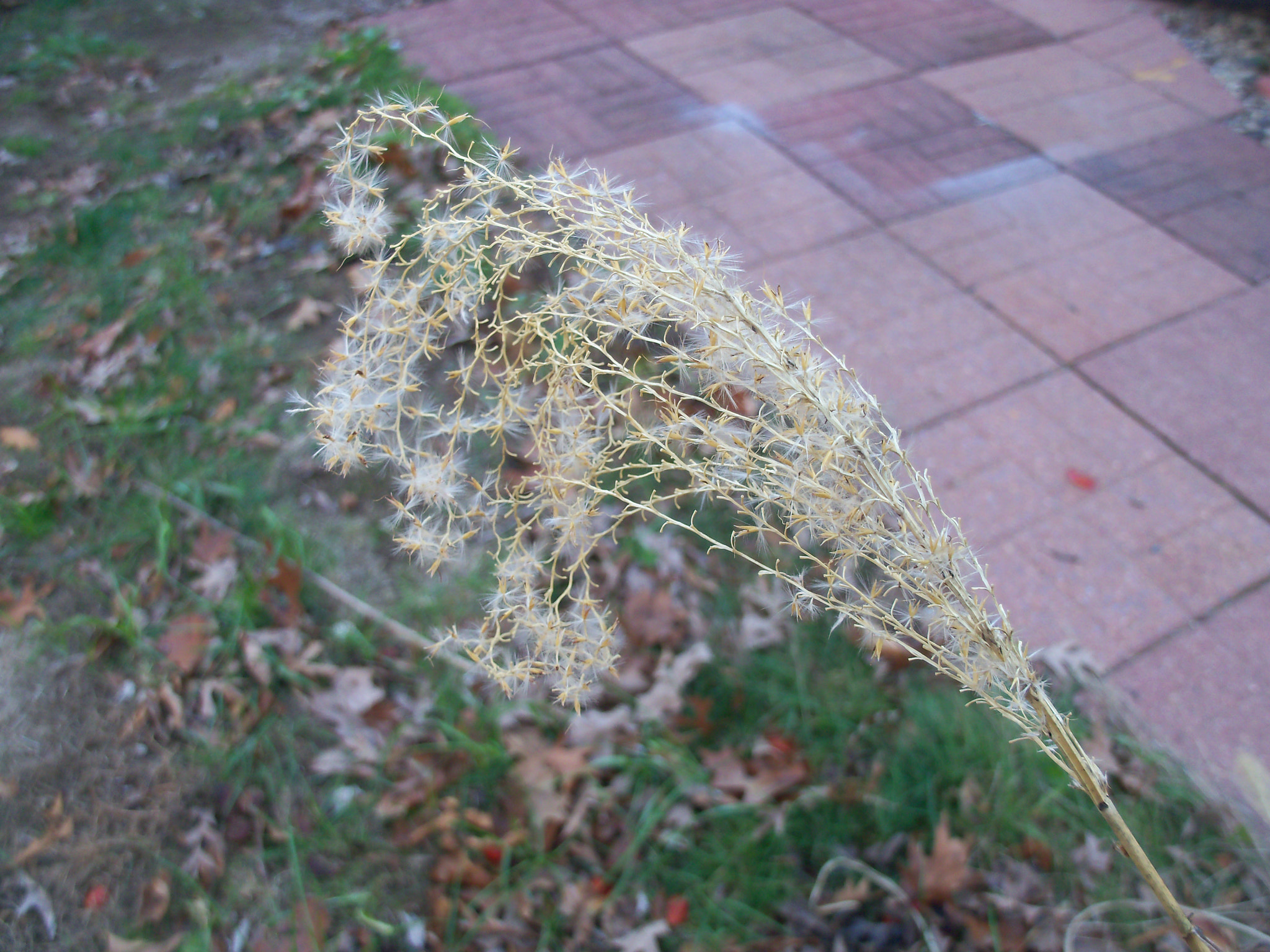 Kodak EASYSHARE M381 DIGITAL CAMERA sample photo. Small plant ii photography