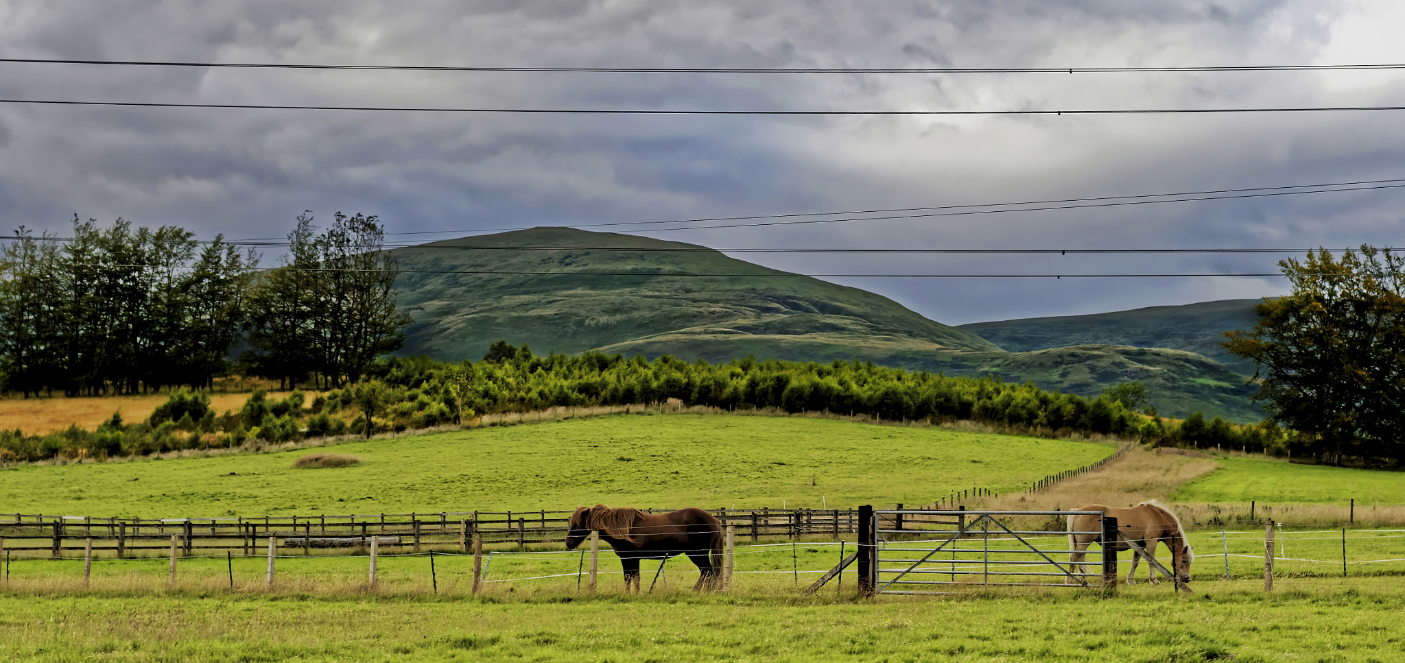 Nikon D4S sample photo. Grazing photography