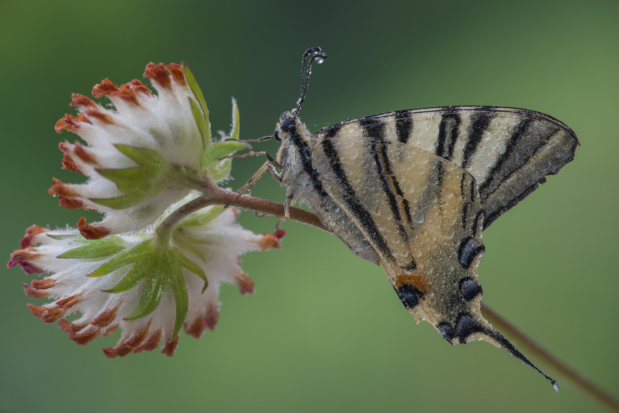 Sigma 150mm F2.8 EX DG Macro HSM sample photo. Podalirio photography