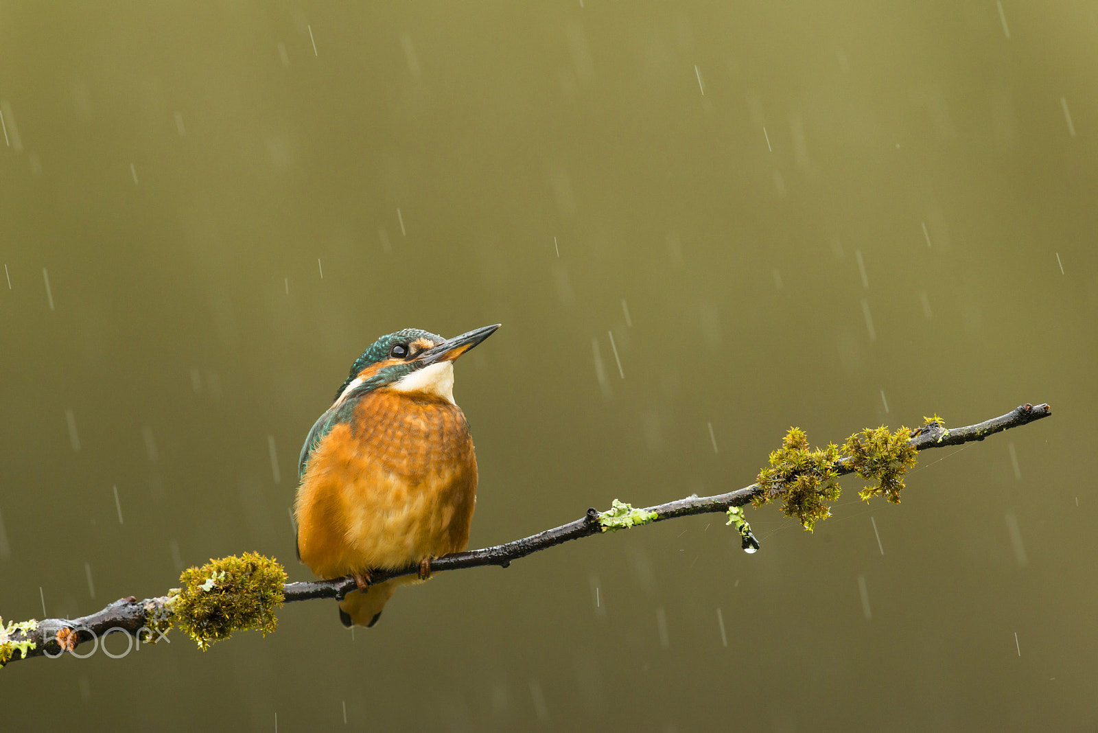 Nikon D800E + Nikon AF-S Nikkor 500mm F4G ED VR sample photo. Why does it always rain on me? photography