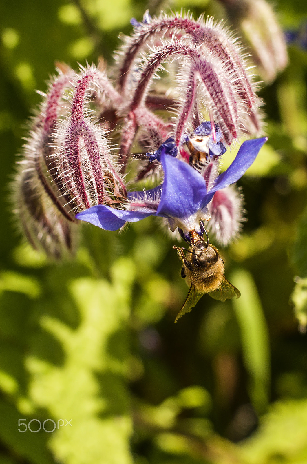 HD Pentax DA 35mm F2.8 Macro Limited sample photo. Bee photography