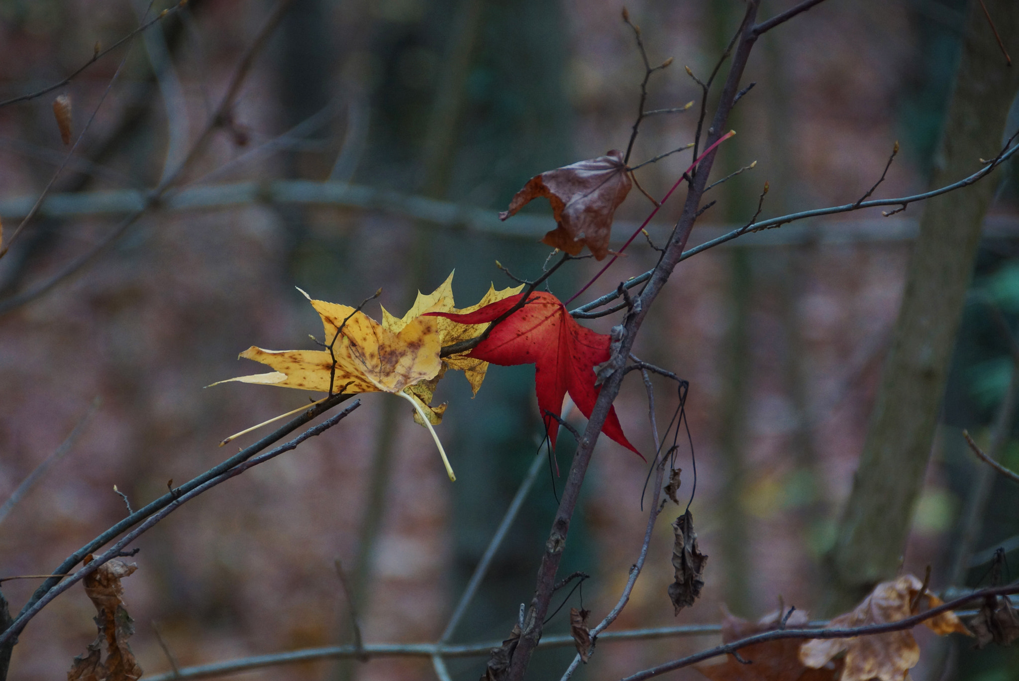 Sony SLT-A77 + DT 18-300mm F3.5-6.3 sample photo. Autumn photography