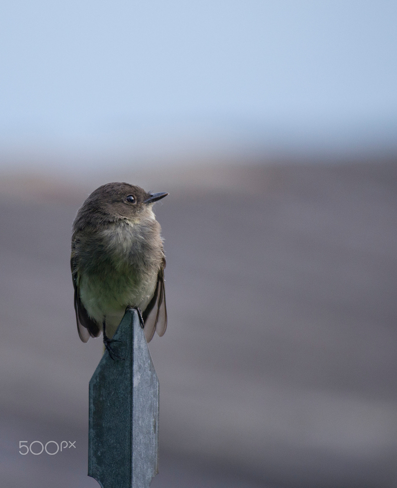Olympus PEN E-PL5 sample photo. Swallow on fence photography