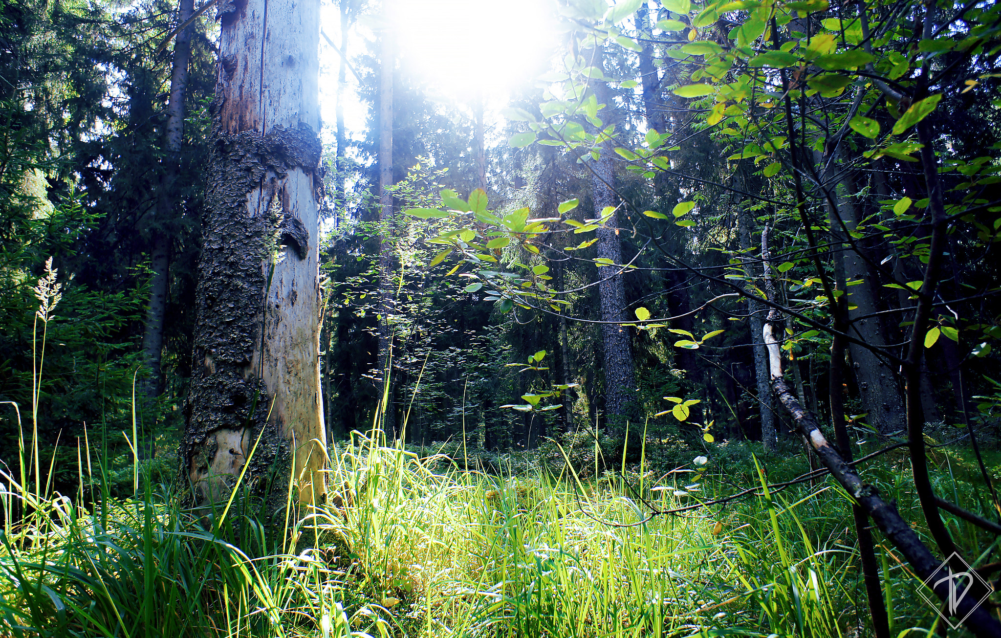 Sony Alpha NEX-C3 + Sony E 16mm F2.8 sample photo. Lovely forest photography