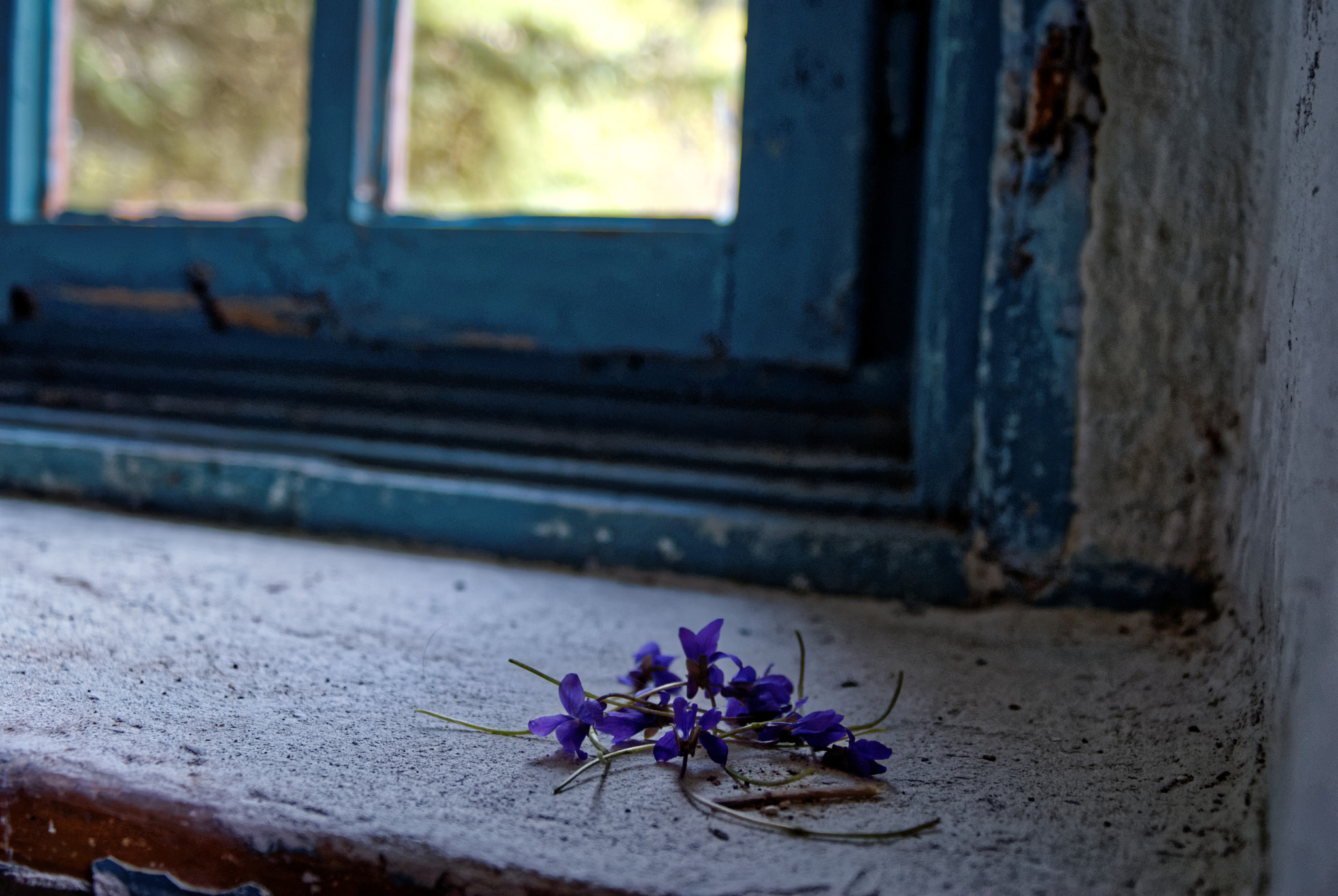 AF Zoom-Nikkor 28-80mm f/3.3-5.6G sample photo. Last autumn flowers photography