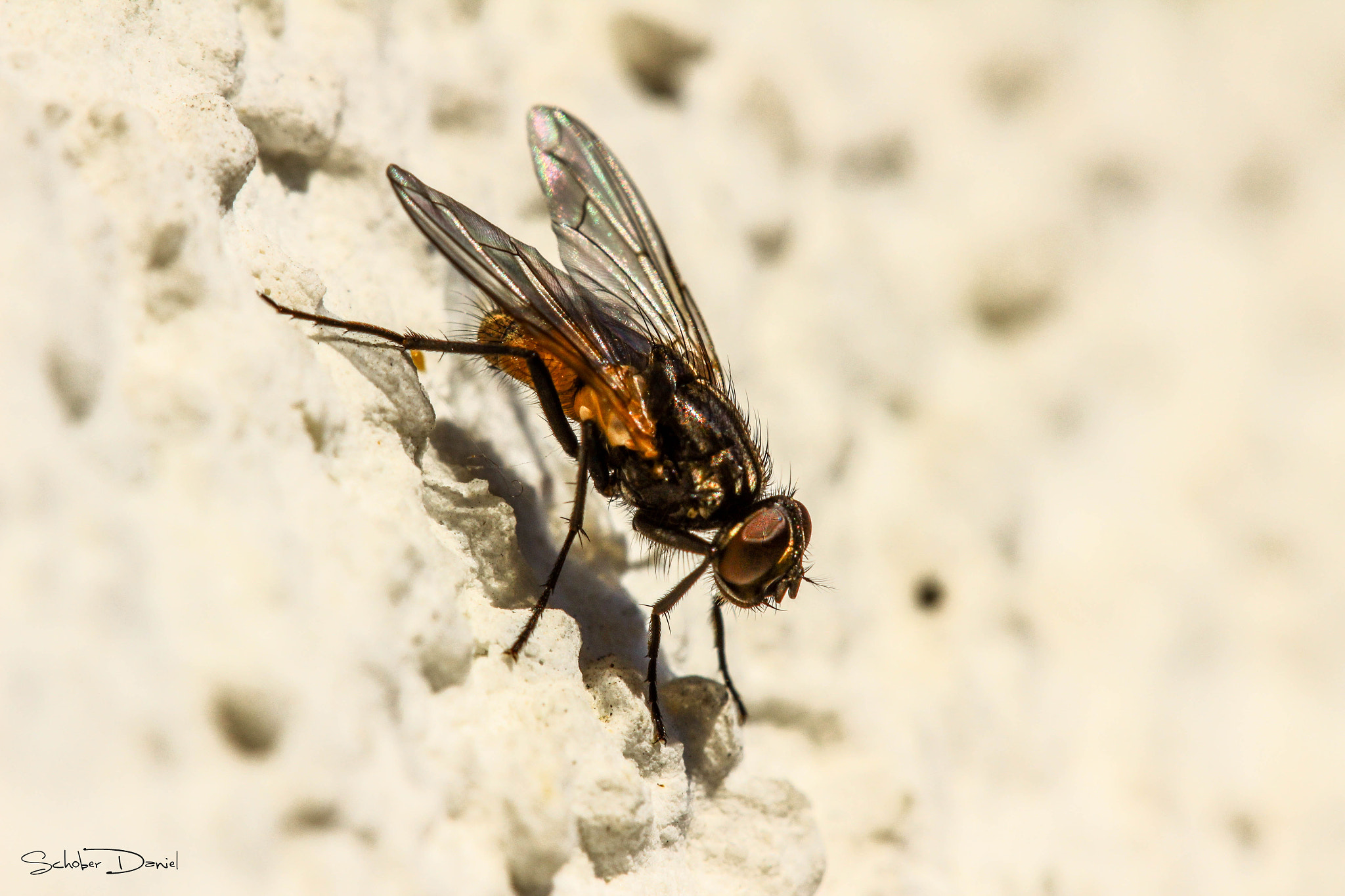 Canon EOS 600D (Rebel EOS T3i / EOS Kiss X5) + Canon EF 100mm F2.8 Macro USM sample photo. "fly" photography