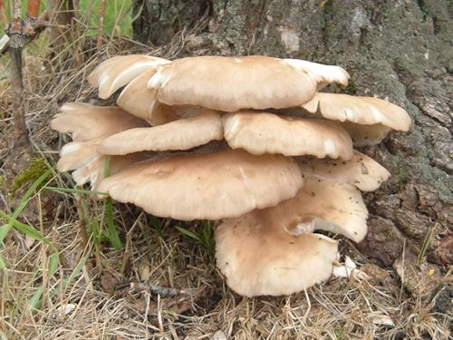 Fujifilm FinePix A330 sample photo. Condo fungi photography