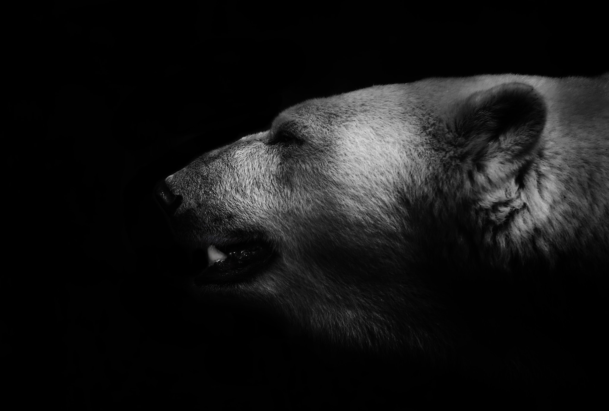 Sony 70-300mm F4.5-5.6 G SSM sample photo. Polar bear photography