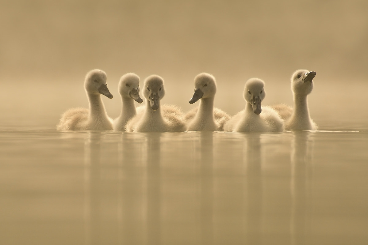 70.00 - 300.00 mm f/4.0 - 5.6 sample photo. Swans photography