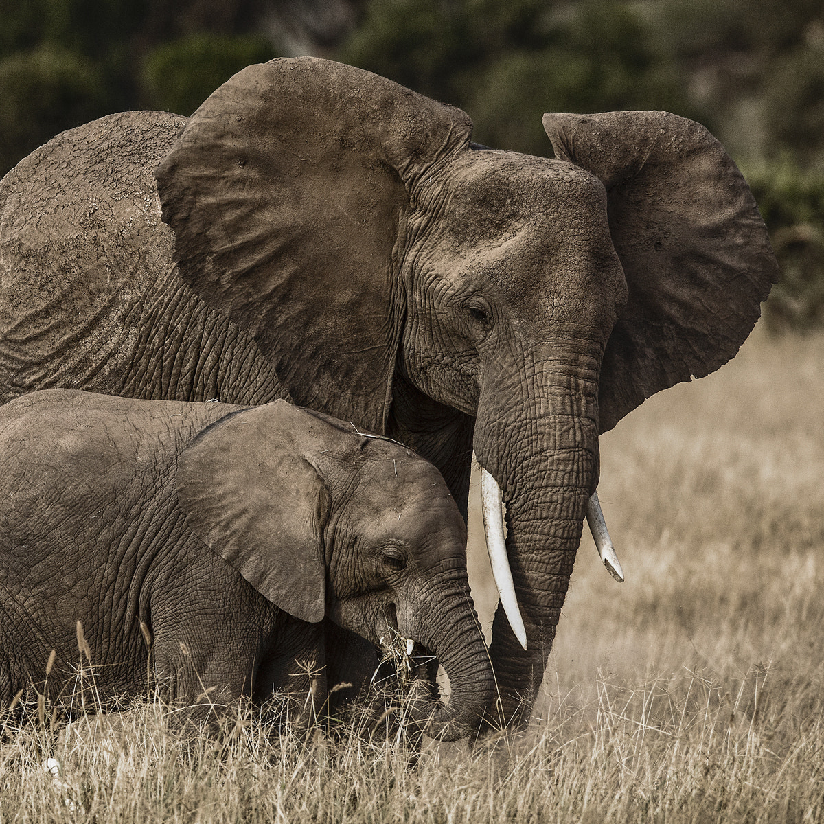 Nikon D3X sample photo. Mother love photography