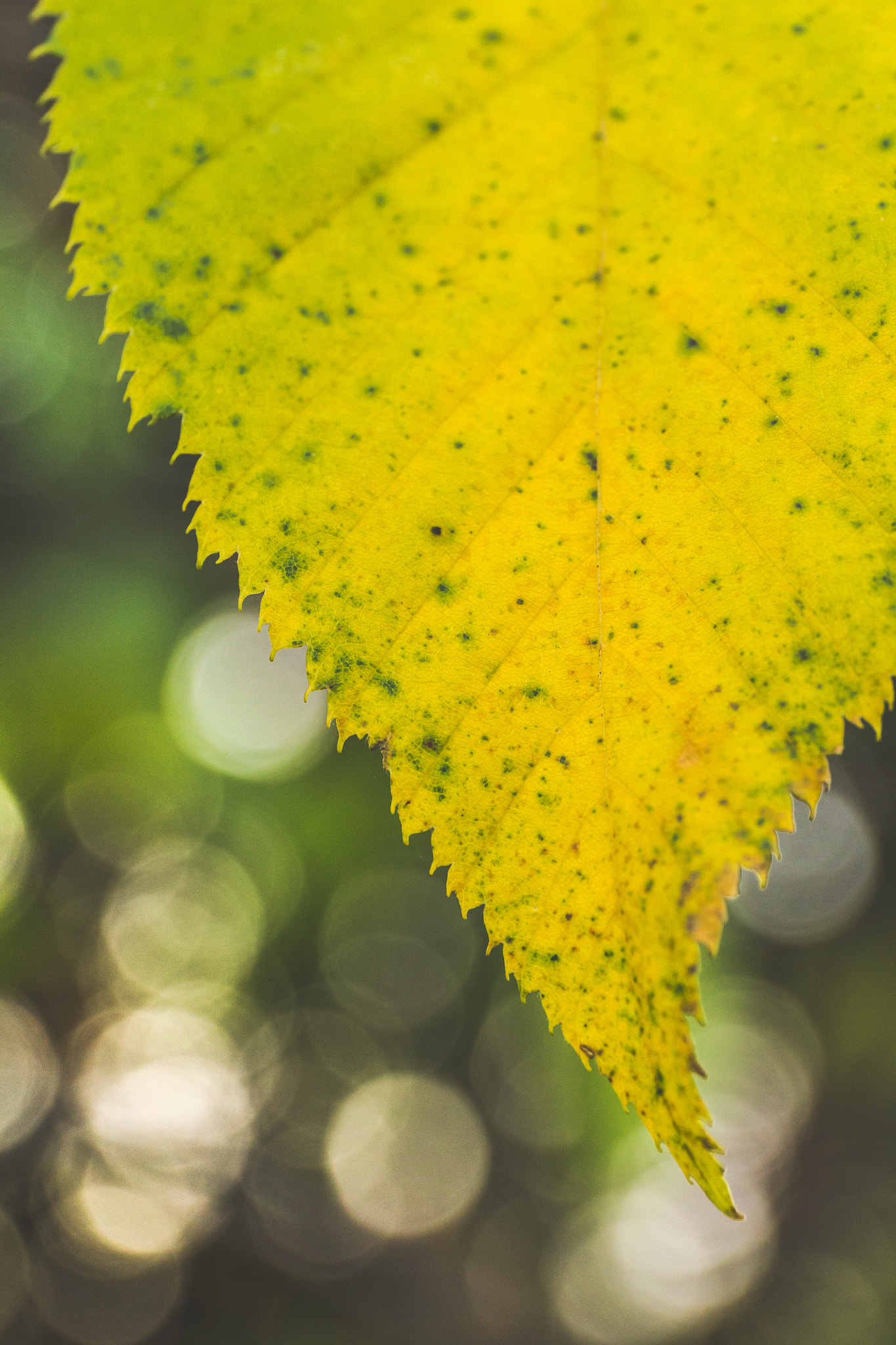 Canon EF 24-70mm F4L IS USM sample photo. Turning over an old leaf photography