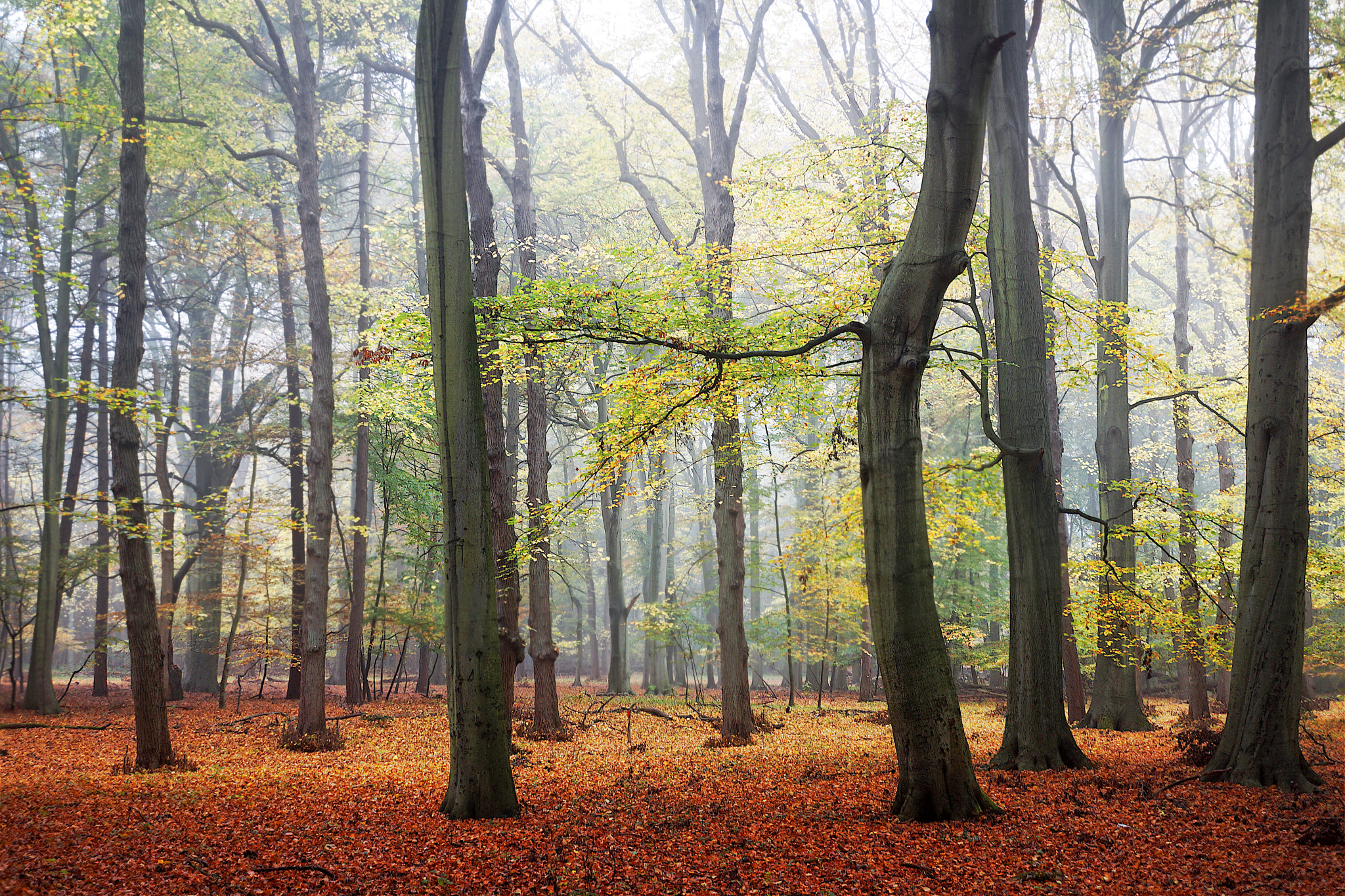 Sony Alpha NEX-7 + Sony E 30mm F3.5 sample photo. The foggy wood photography