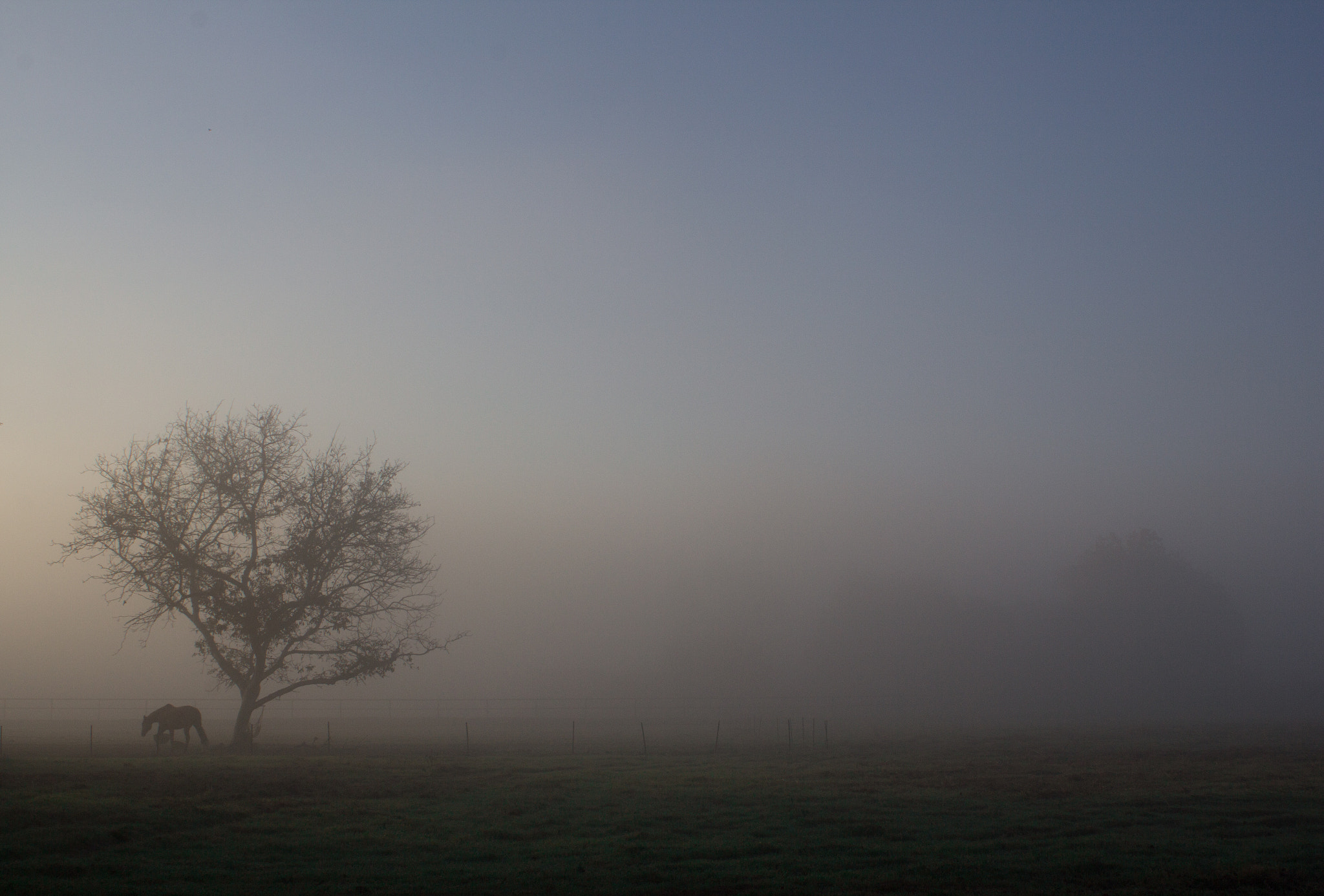 Canon EF 28-80mm f/3.5-5.6 sample photo. Morning graze photography
