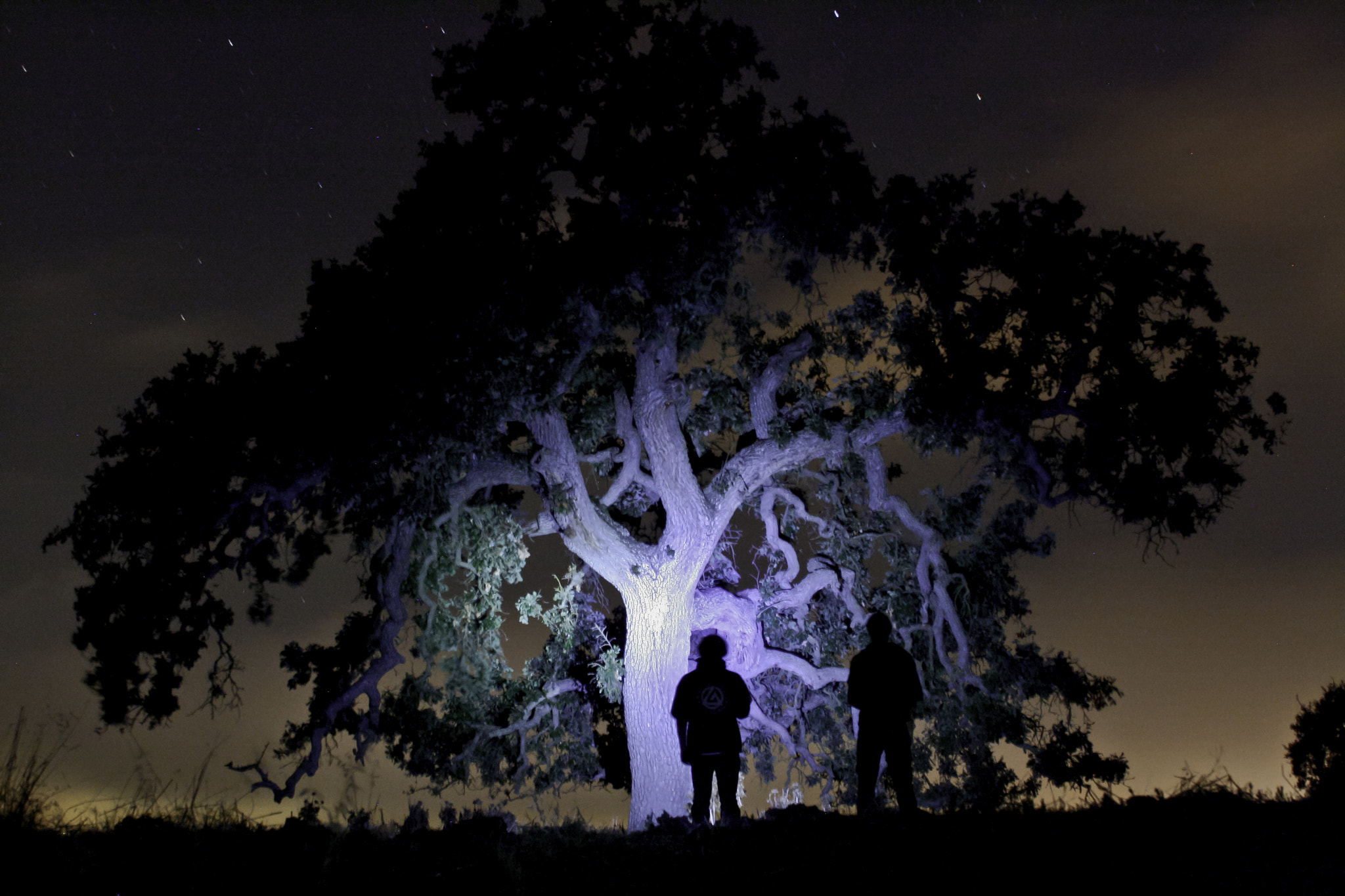Canon EOS 400D (EOS Digital Rebel XTi / EOS Kiss Digital X) sample photo. "tree of life" photography