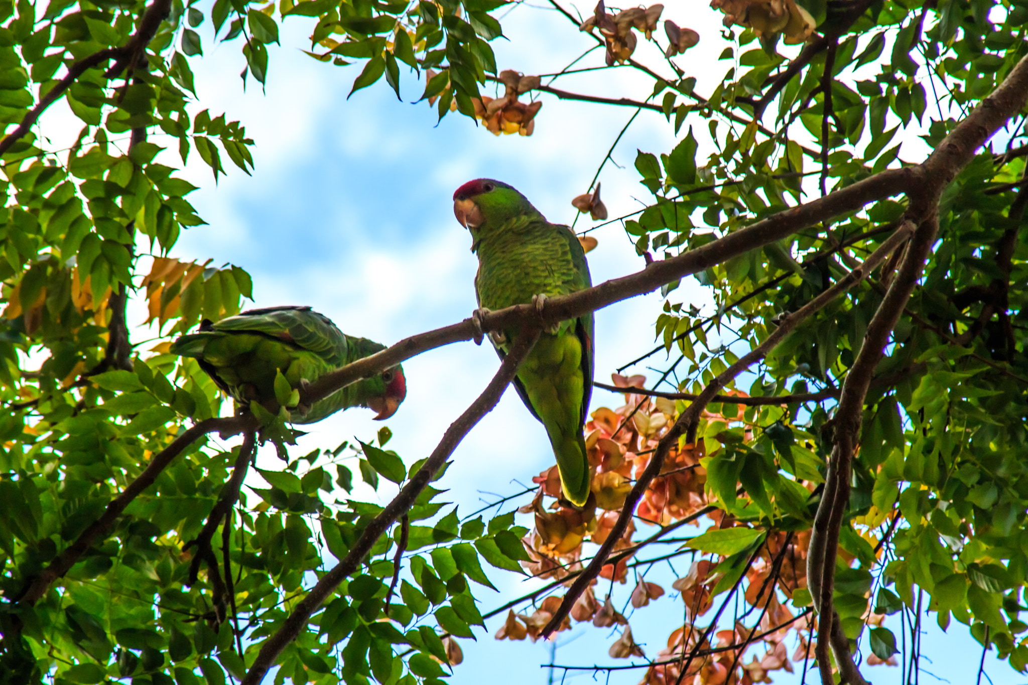 Tamron AF 28-200mm F3.8-5.6 XR Di Aspherical (IF) Macro sample photo. Parrots at the irvine park photography