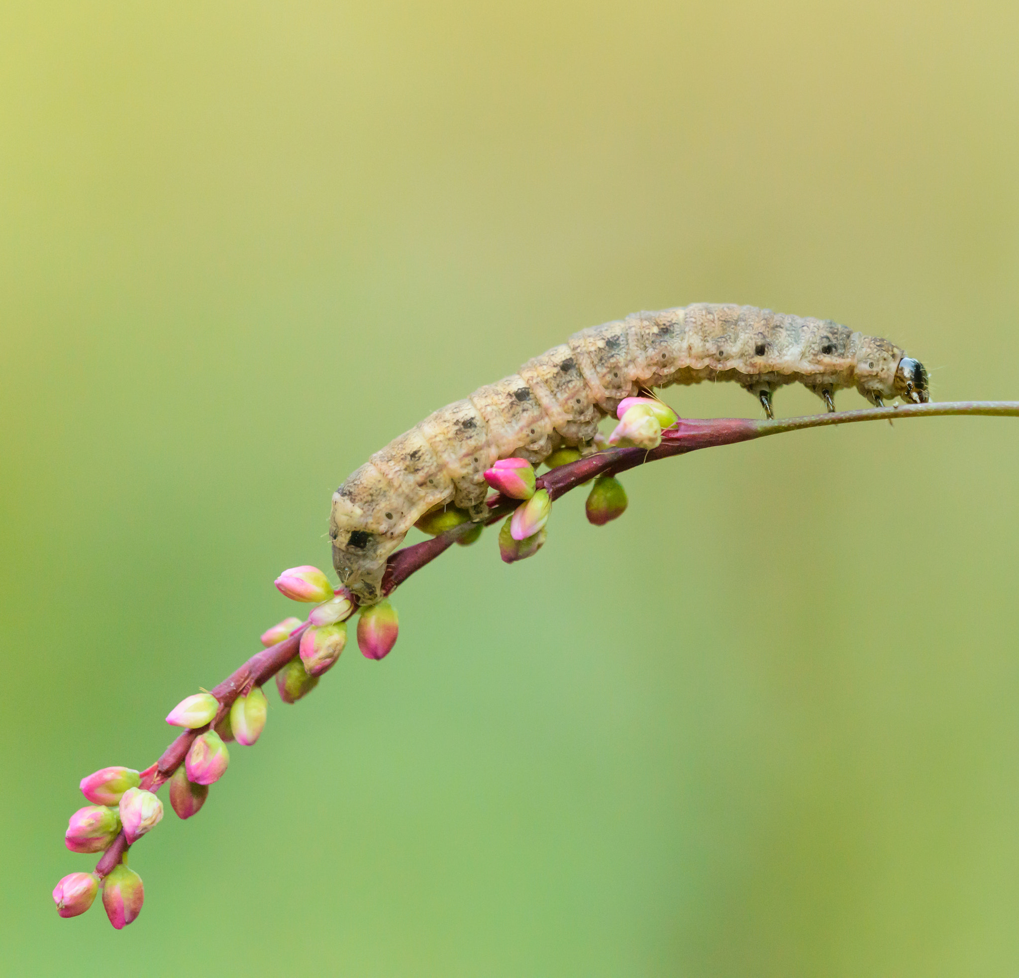 Sigma 150mm F2.8 EX DG Macro HSM sample photo. Caterpillar photography