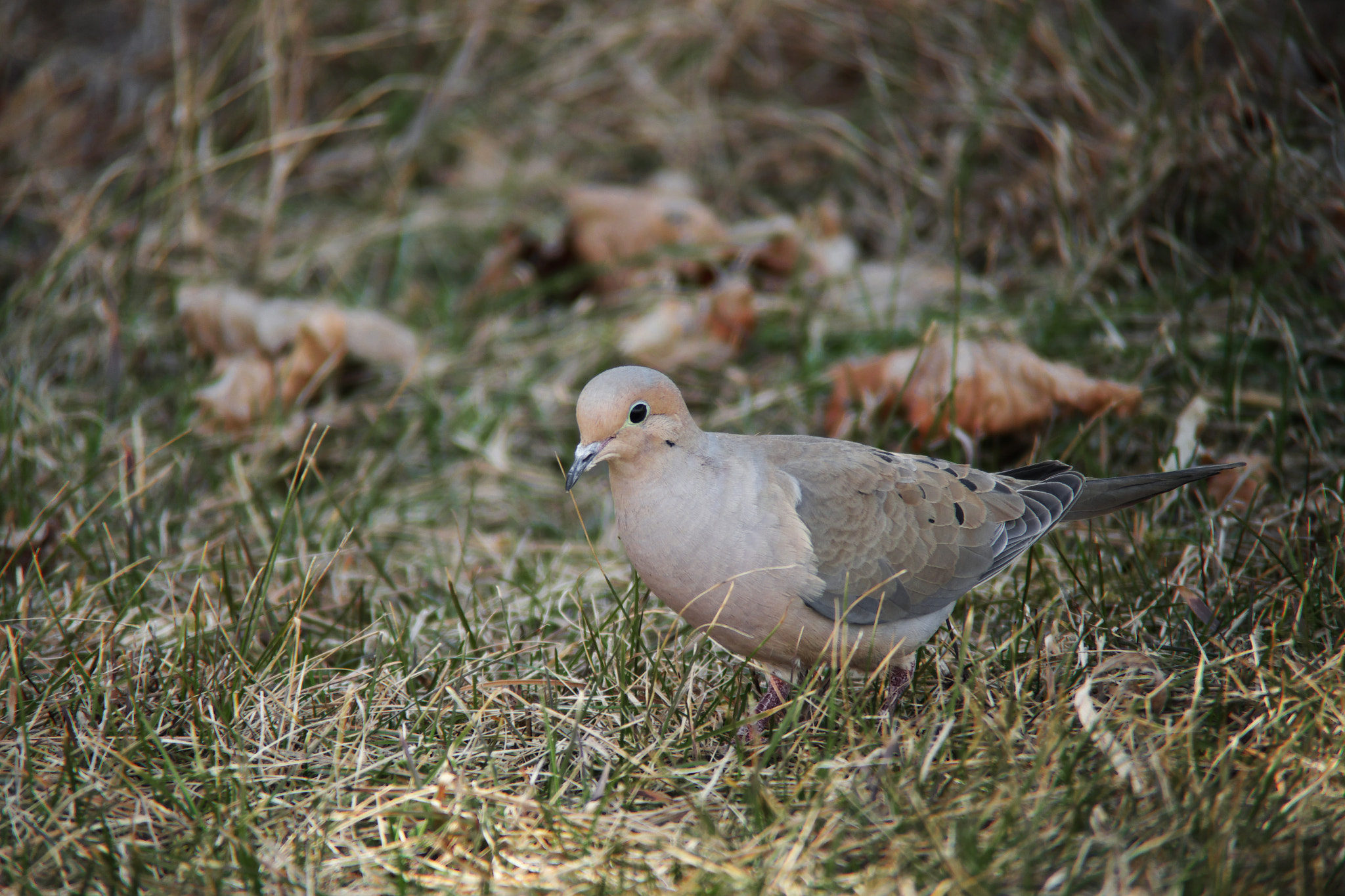 Fujifilm X-A1 + Fujifilm XF 55-200mm F3.5-4.8 R LM OIS sample photo. Mourning dove 2015.04.13 photography