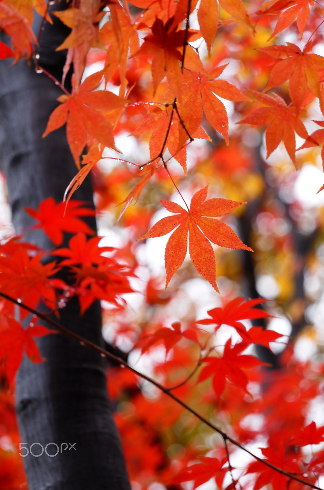 Leica T (Typ 701) + Vario-Elmar-T  1:3.5-4.5 / 55-135 ASPH. sample photo. Maple leaves in color photography