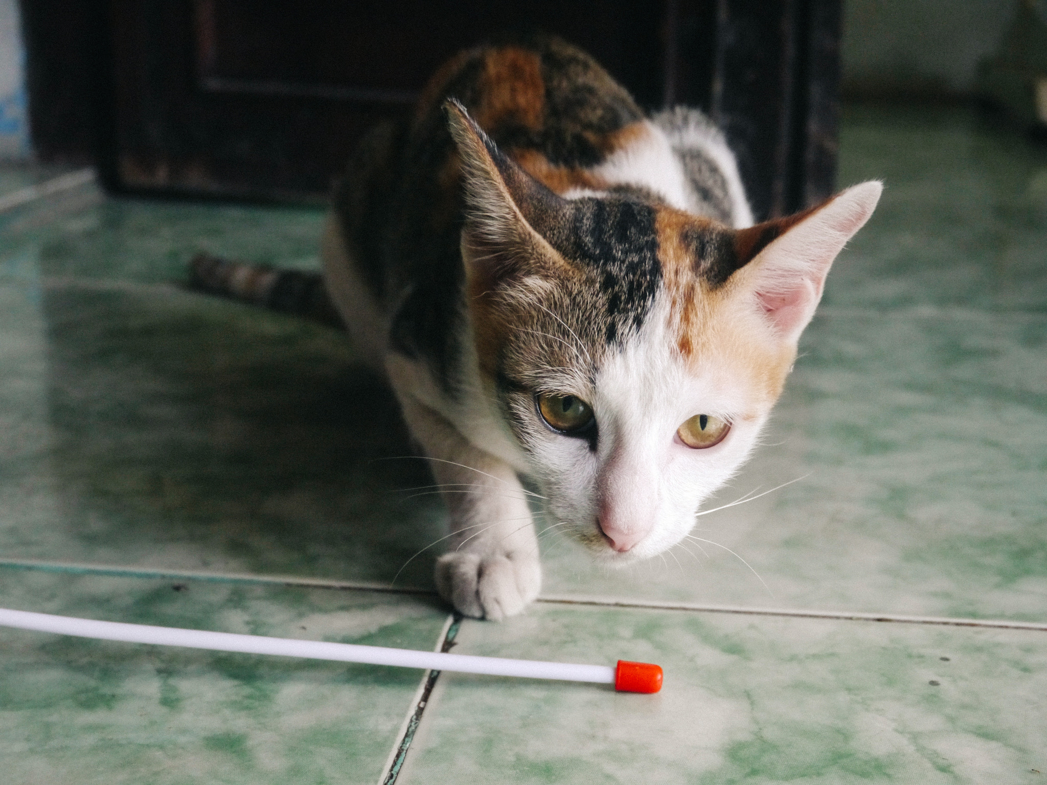 LUMIX G VARIO PZ 14-42/F3.5-5.6 sample photo. Cat in my house photography