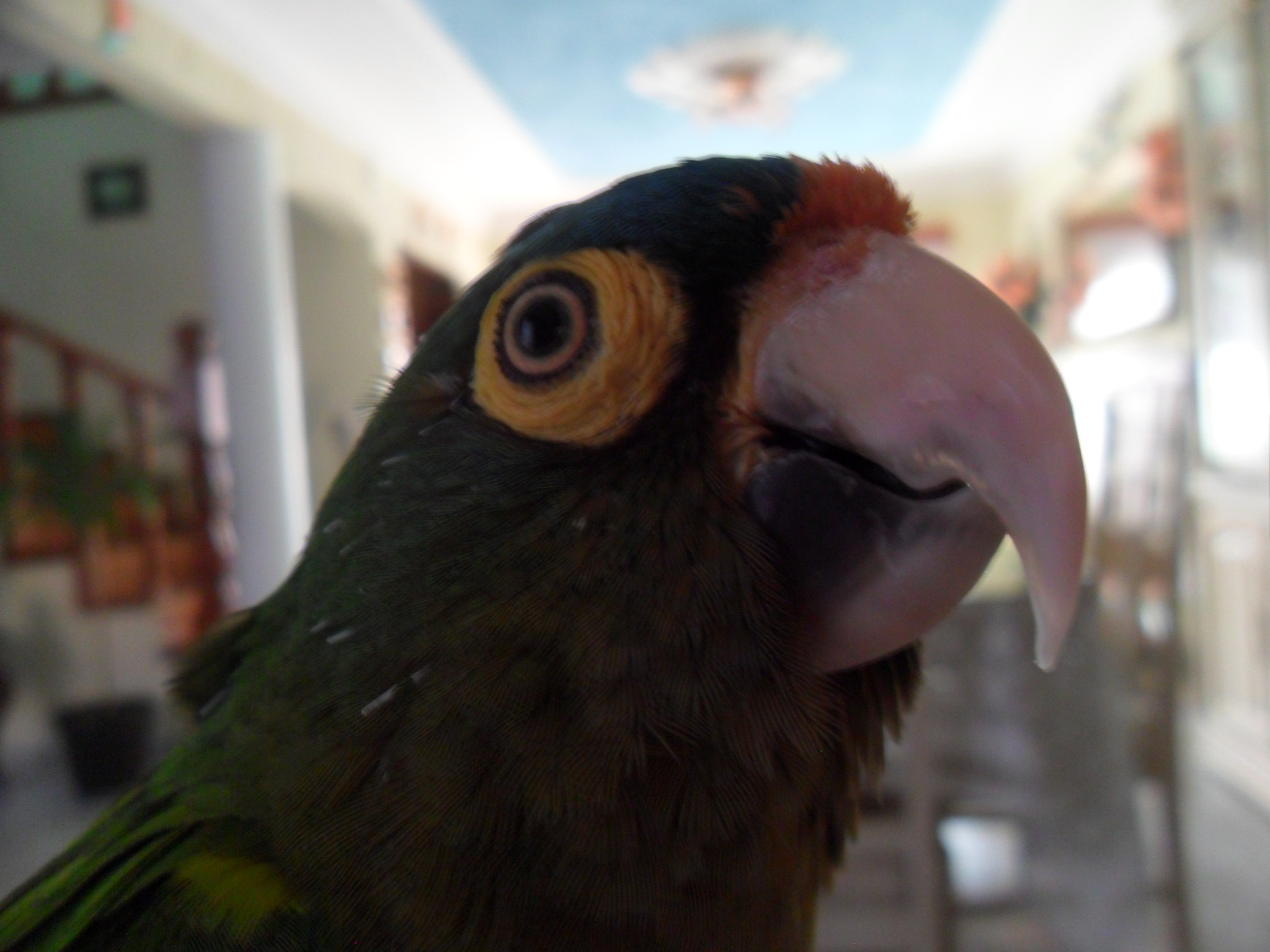 Samsung PL20,PL21 / VLUU PL20,PL21 sample photo. Perico photography