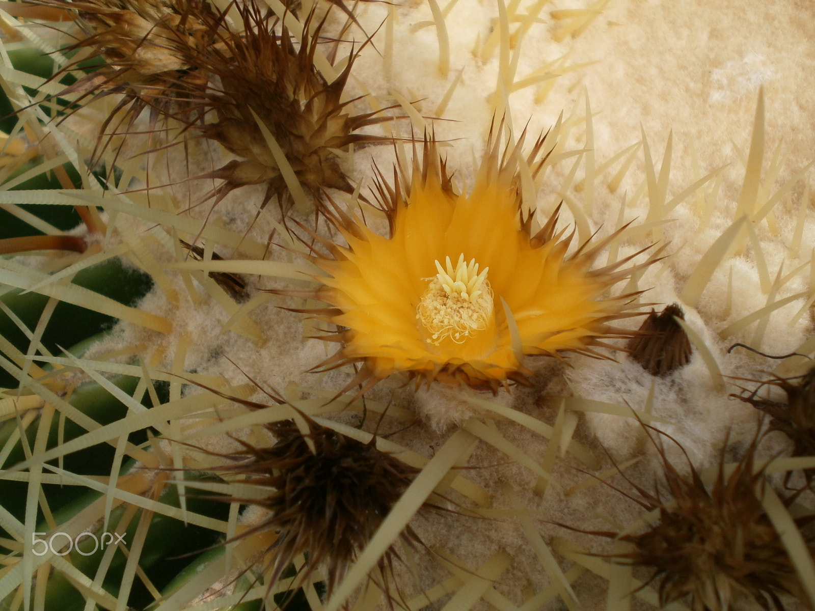 Olympus T10,X27 sample photo. Little cactus flower photography