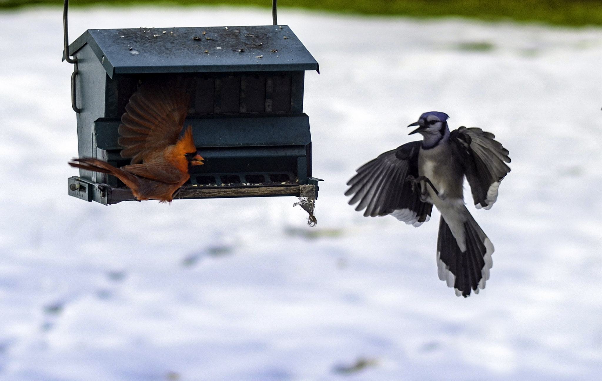 Nikon D7000 + AF Micro-Nikkor 105mm f/2.8 sample photo. Pecking order photography