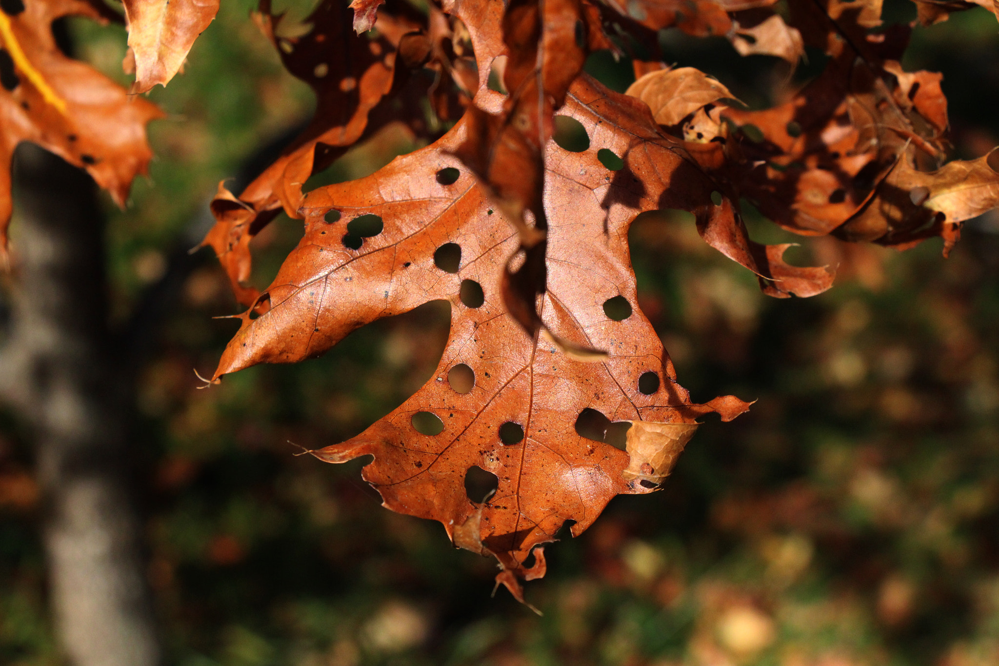 Canon EOS 650D (EOS Rebel T4i / EOS Kiss X6i) sample photo. Wear and tear photography