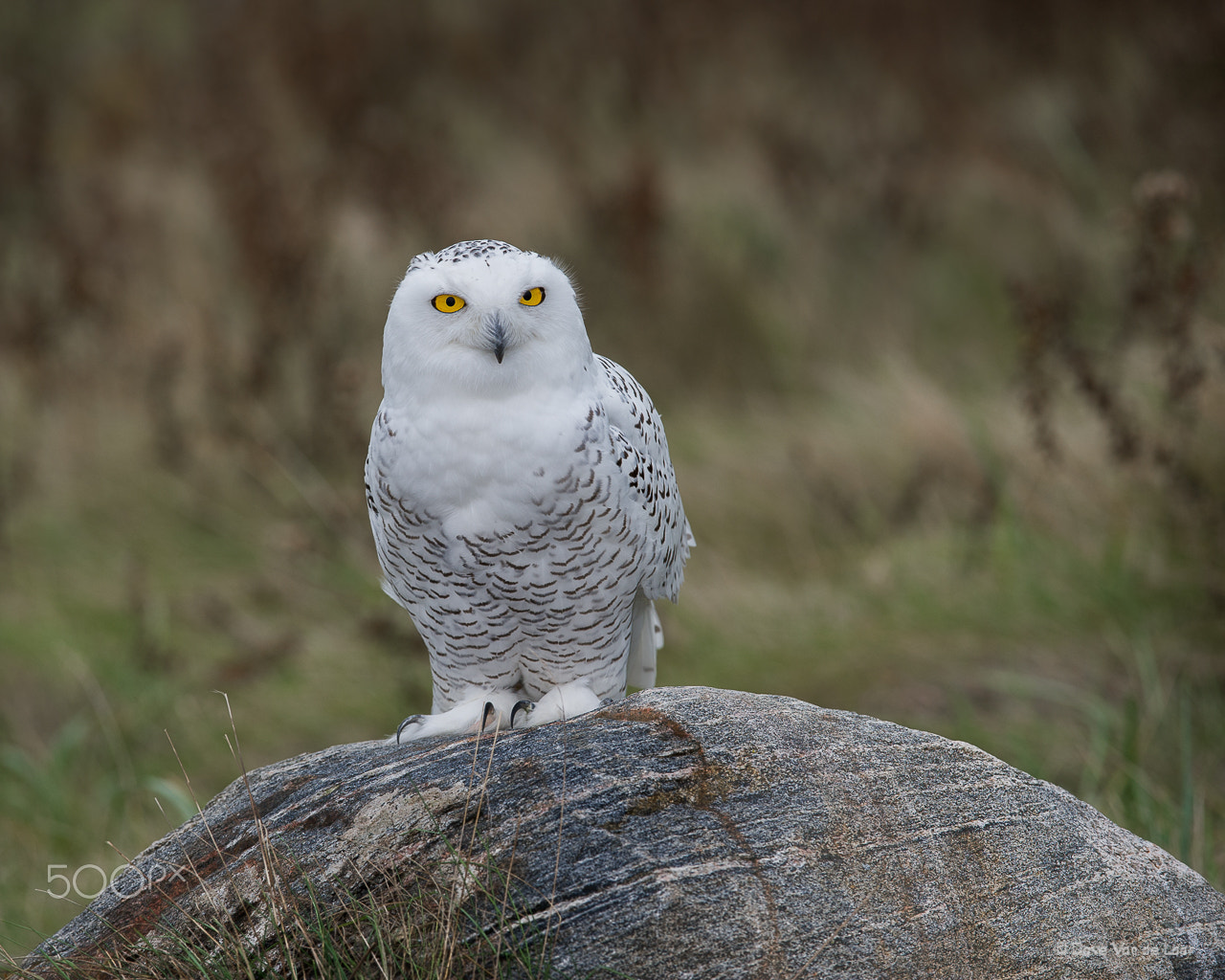 Nikon AF-S Nikkor 200-400mm F4G ED-IF VR sample photo. Snowy owl photography