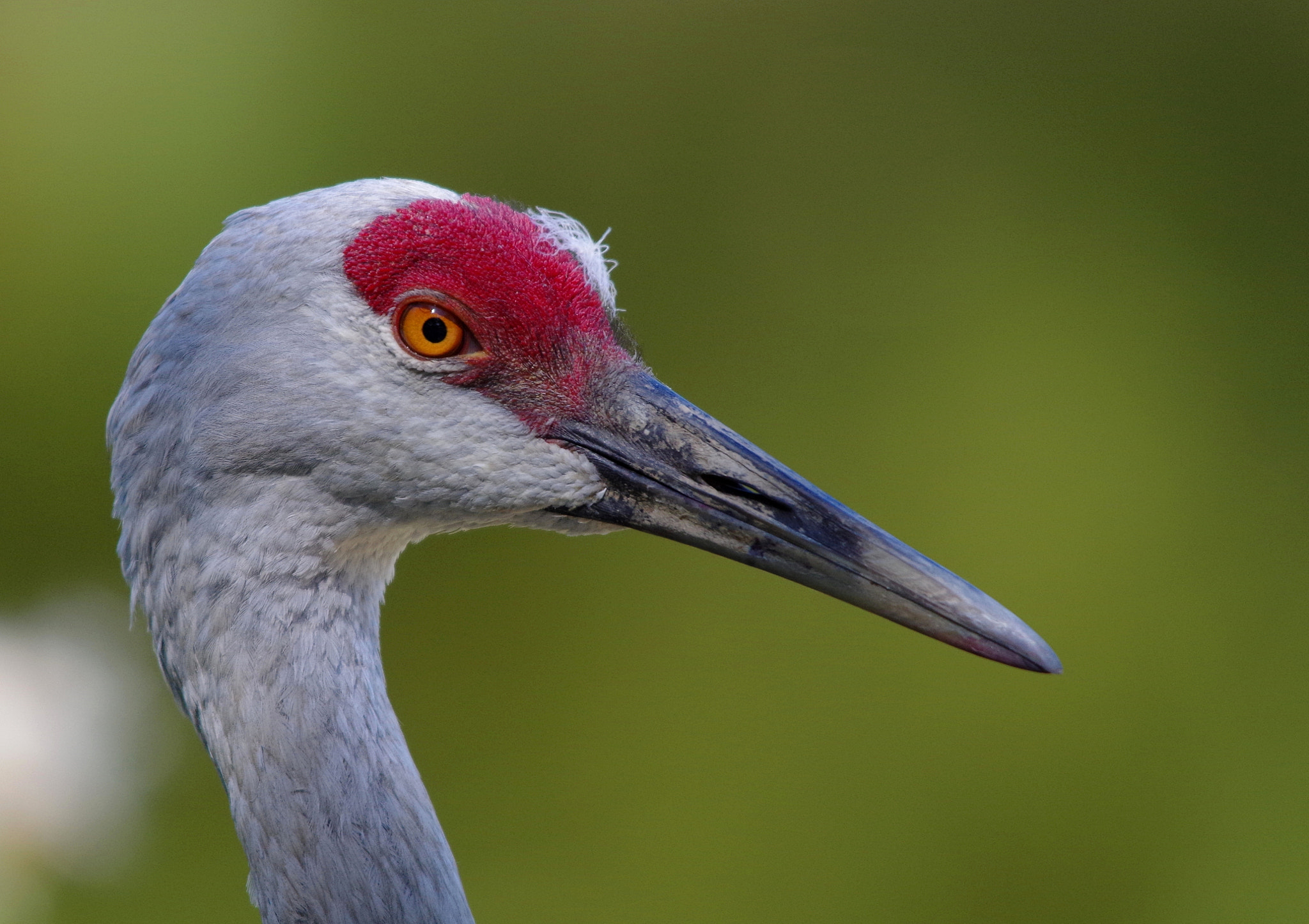 Pentax K-30 + Sigma 150-500mm F5-6.3 DG OS HSM sample photo. Sandhill crane head photography