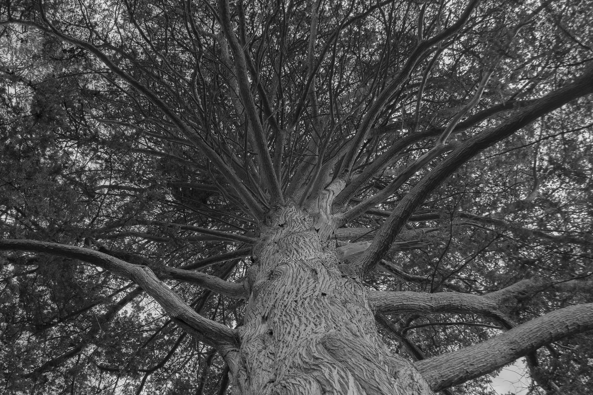 Canon EOS 400D (EOS Digital Rebel XTi / EOS Kiss Digital X) sample photo. Path of the squirrel photography