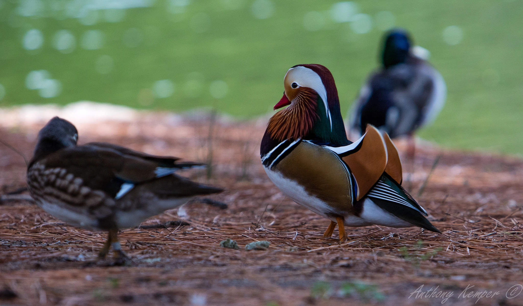Canon EOS 5DS sample photo. Mandarin duck photography
