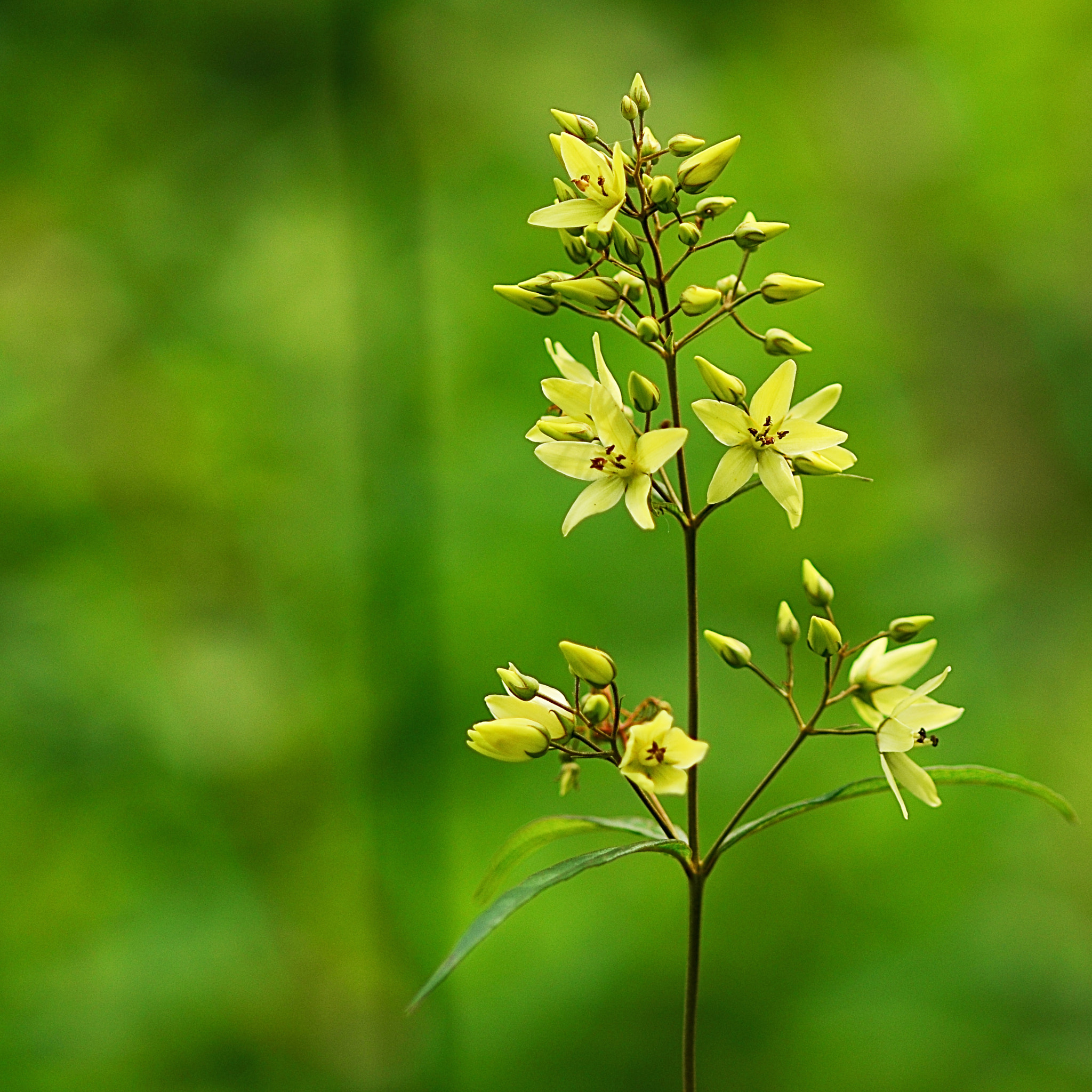 Nikon D7000 + AF Micro-Nikkor 105mm f/2.8 sample photo. Yellow-white wild flower photography