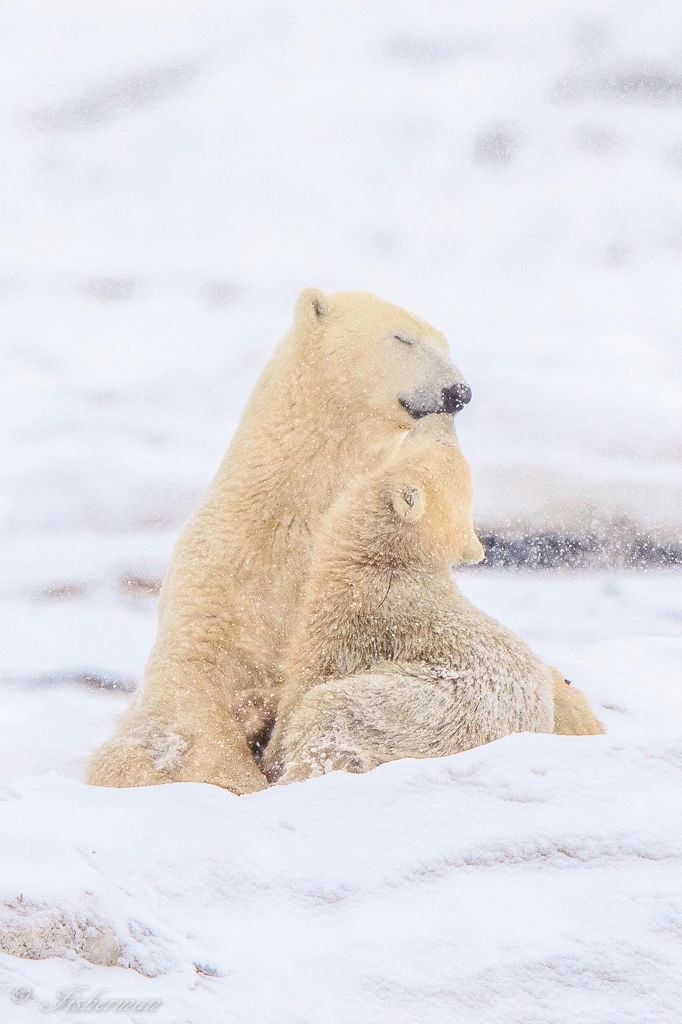 Canon EF 600mm F4L IS II USM sample photo. Love in snow photography