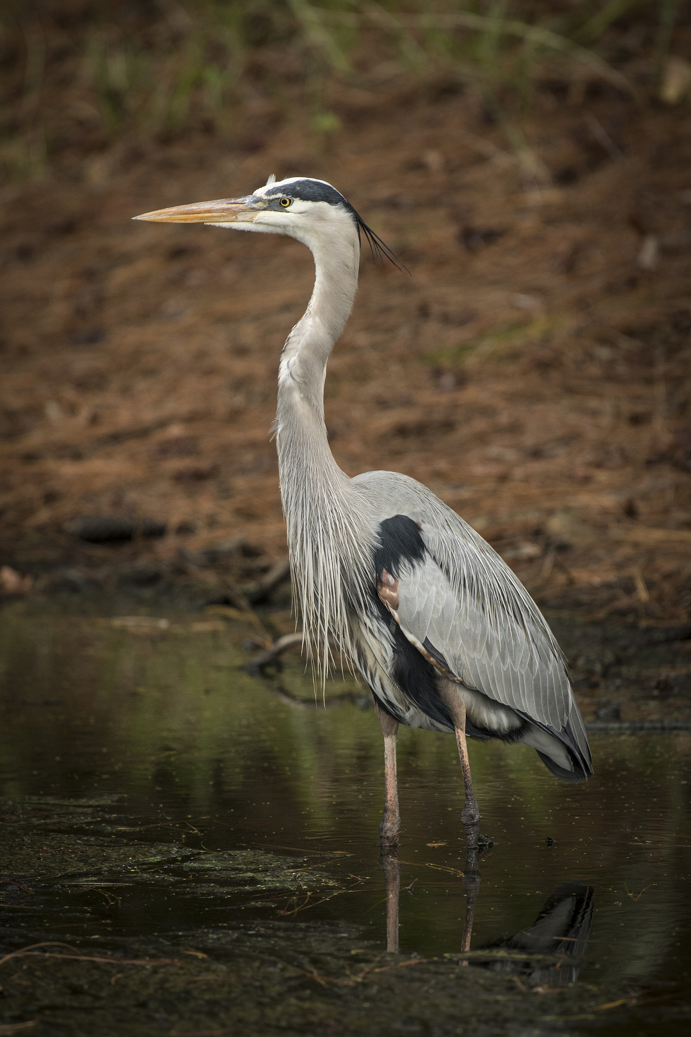 Canon EF 600mm f/4L IS sample photo. 548a0943.jpg photography