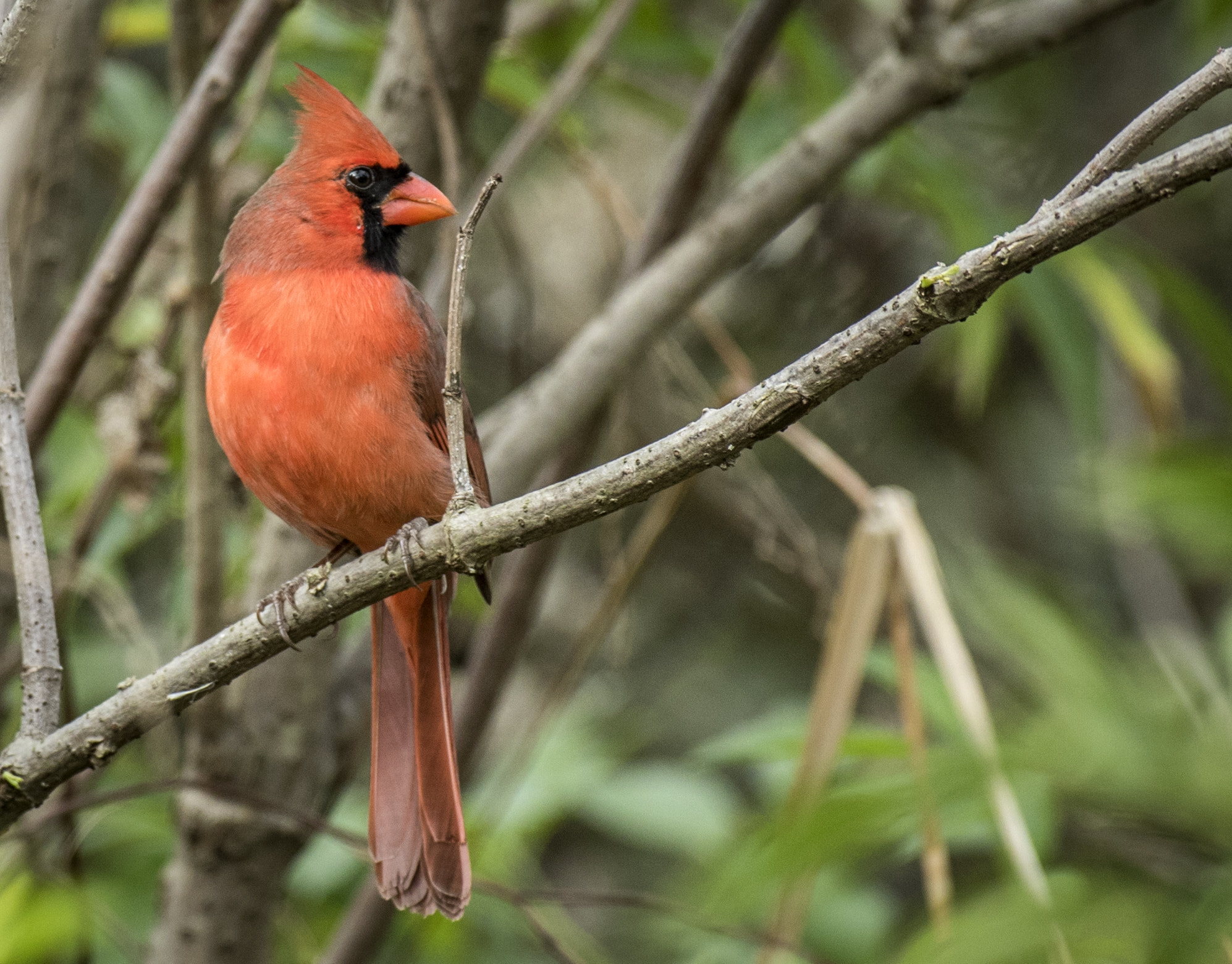 Canon EF 600mm f/4L IS sample photo. 548a0857.jpg photography