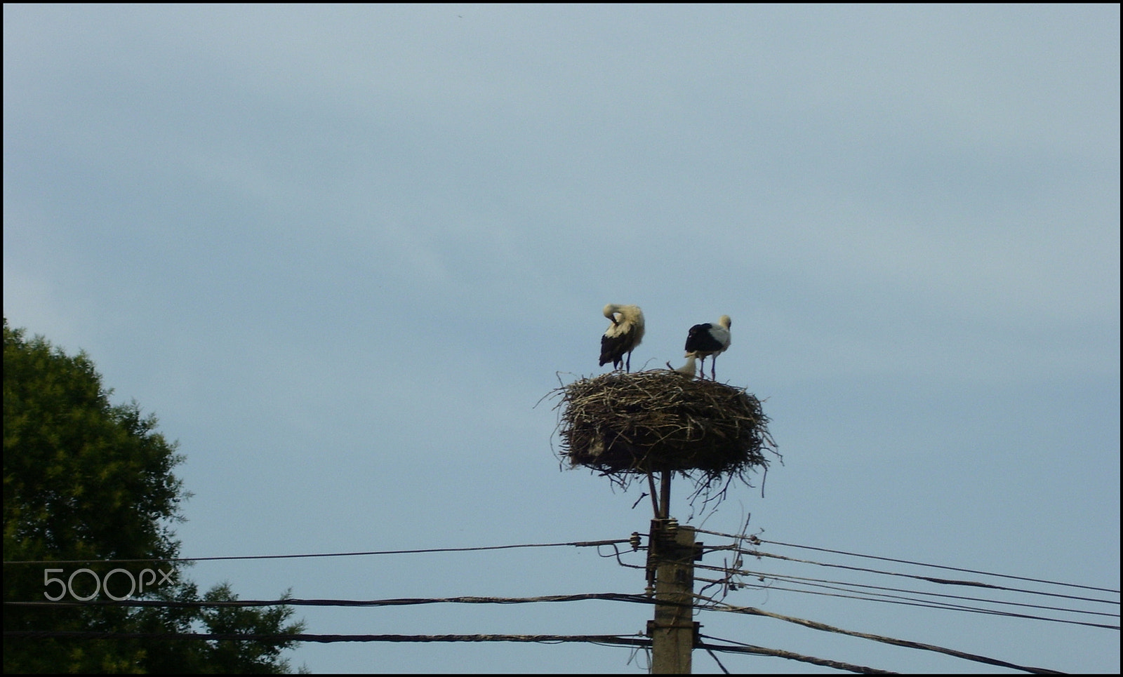 Kodak EASYSHARE C533 ZOOM DIGITAL CAMERA sample photo. Storks photography